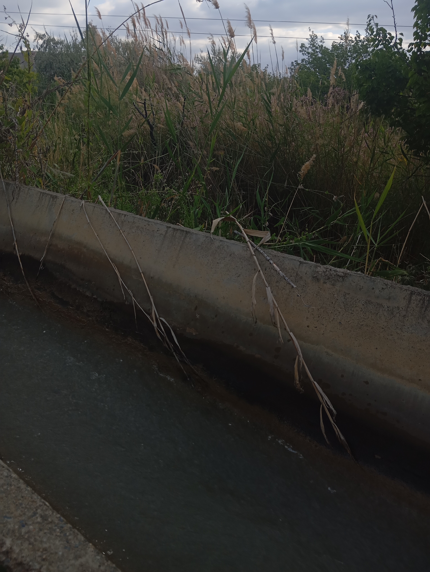 The image shows a concrete irrigation ditch filled with dark water. Reeds and other vegetation grow along the top edge of the ditch, and dry stalks hang down into the water. In the background, more reeds and trees are visible under a cloudy sky. There are no people or animals in the image. The scene appears to be in a rural or semi-rural area, possibly on the outskirts of the city of Kızıl-Bel, Kyrgyzstan, given the presence of irrigation infrastructure and vegetation common to such environments.