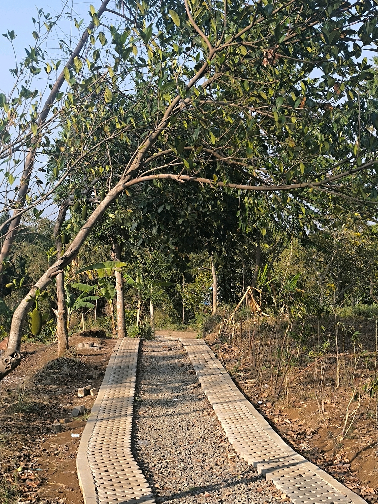 The image depicts an outdoor scene featuring a pathway constructed with interlocking concrete blocks. The pathway is bordered by gravel and surrounded by lush vegetation, including trees and smaller plants. Several jackfruits are visible hanging from a tree on the left side of the pathway. The ground is covered with fallen leaves. The scene appears to be in a natural or park-like setting. There are no people or animals present in the image. The sky above is clear and blue. Based on visual cues, the location could be a rural area or a park within the city. It is not possible to definitively identify the location as Bandung City, Indonesia without further context or landmarks.