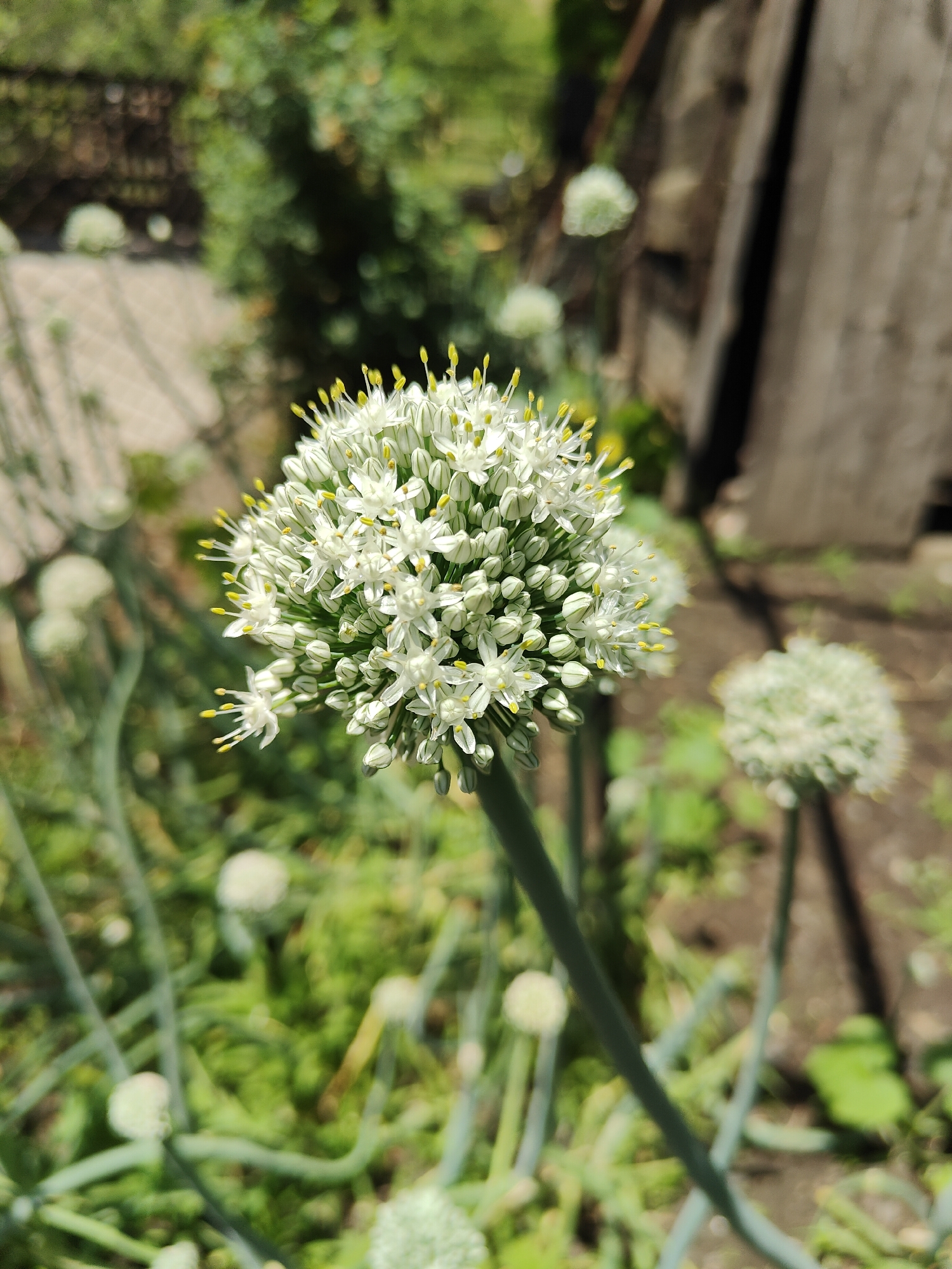 The image shows a close-up of an onion flower bloom, with its spherical cluster of small white flowers and yellow stamens prominently displayed. The bloom is supported by a tall, green stem. In the background, other onion flower heads are visible, some in focus and others blurred, suggesting a garden setting. The surrounding environment includes green foliage and dark soil. A wooden fence is visible on the right side of the frame, adding to the garden context. The lighting suggests it is daytime, likely sunny, with soft shadows. The overall mood is peaceful and natural, highlighting the beauty of the plant's reproductive stage. No people or text are visible in the image. The location context is Kryvyi Rih, Ukraine.