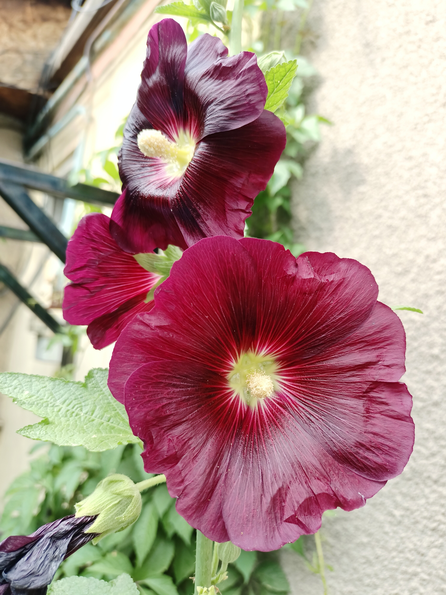 In Almaty, Kazakhstan, a close-up shot captures the intricate details of three deep red hollyhock flowers. The largest flower, positioned in the foreground, faces the viewer, its petals unfurling to reveal a luminous yellow stamen at its center. To its left and slightly behind, another bloom displays its velvety, rich red petals, some of which are partially obscured. A third, smaller flower or bud is visible to the left, appearing less developed, with one dark purple petal already withered and drooping. The flowers are set against a backdrop of lush green leaves and a textured, light-colored wall, suggestive of an urban garden or a residential exterior. The overall impression is one of natural beauty amidst a structured environment.