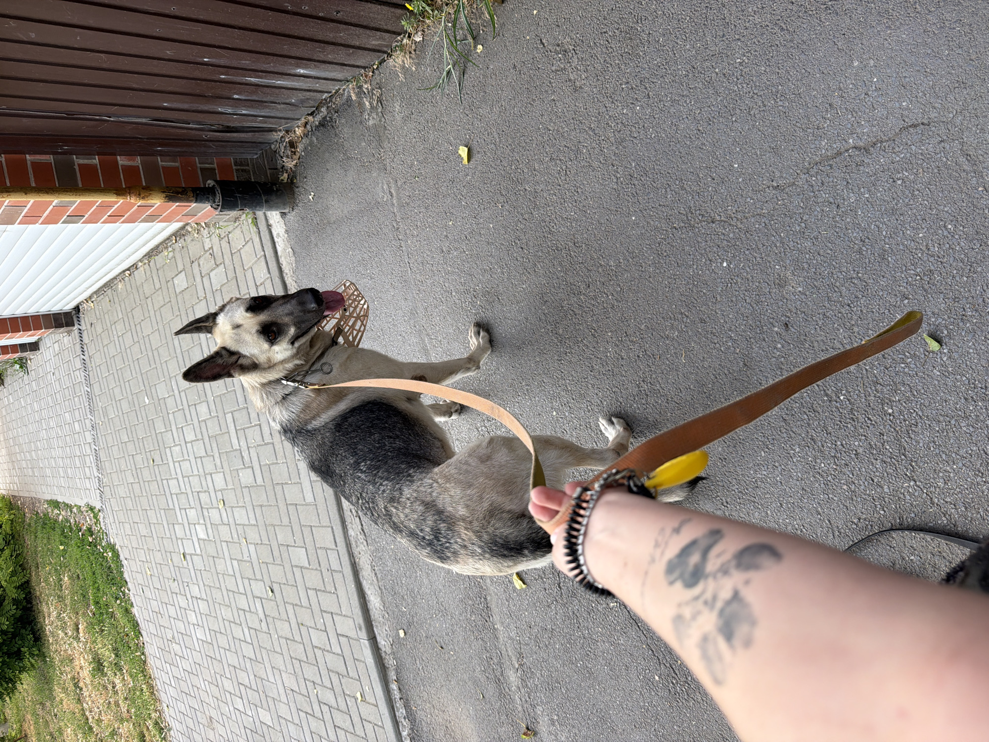 A German Shepherd dog with a muzzle is on a leash, being held by a person whose arm is visible in the foreground. The person's arm has tattoos. The dog is standing on an asphalt path next to a paved walkway. In the background, there is a wooden fence, a garage door, and some greenery. The location is Rostov-on-Don, Russia.