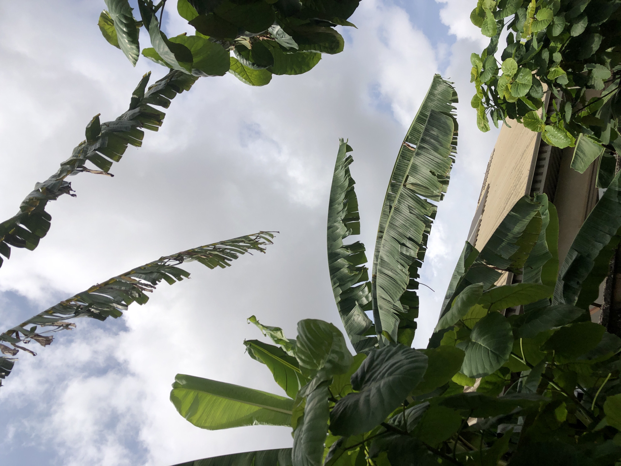 The image presents an upward-looking view through a dense canopy of green foliage against a partly cloudy sky. Several large, prominent leaves resembling banana plants, some showing signs of being torn or segmented along their edges, extend across the frame from the left and right. Other broad, dark green leaves, with varying shapes and textures, also contribute to the lush foreground and mid-ground.
The sky, visible through gaps in the foliage, is characterized by a mix of white and light grey clouds, with patches of brighter blue indicating a daytime setting. The light appears bright but diffused, suggesting the time of day is not direct midday sun but rather a partly overcast period.
On the right side of the image, a light-colored building, possibly tan or cream, is partially visible behind the cluster of leaves. Its smooth, flat surface provides a contrasting architectural element to the organic forms of the plants. The perspective places the viewer beneath the plants, looking up towards the building and the sky.
There are no people or specific activities taking place within the frame. The scene is static, focusing on the interplay between natural vegetation, a cloudy sky, and a glimpse of a man-made structure. No visible text is present in the image. The overall impression is one of being in an outdoor, possibly tropical or subtropical, environment.