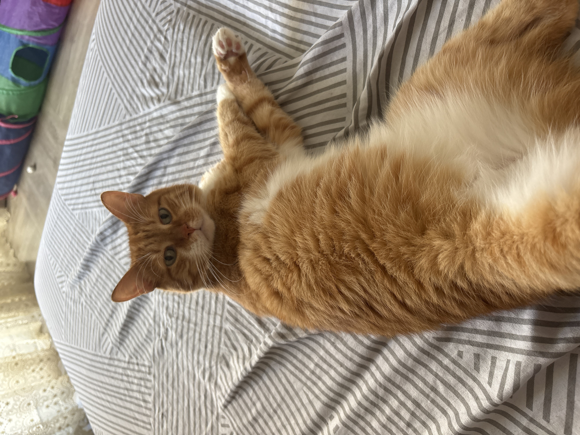 An orange tabby cat is lying on its back on a bed with gray and white striped bedding. The cat is facing the camera with its head tilted slightly to the left. Its eyes are green, and its mouth is slightly open. The cat's front paws are crossed, and its back legs are extended. The bed is in a bedroom, with lace curtains visible in the background. A colorful cat tunnel is also visible in the background, on the floor. The location in Bar, Montenegro, is not specified in the image.