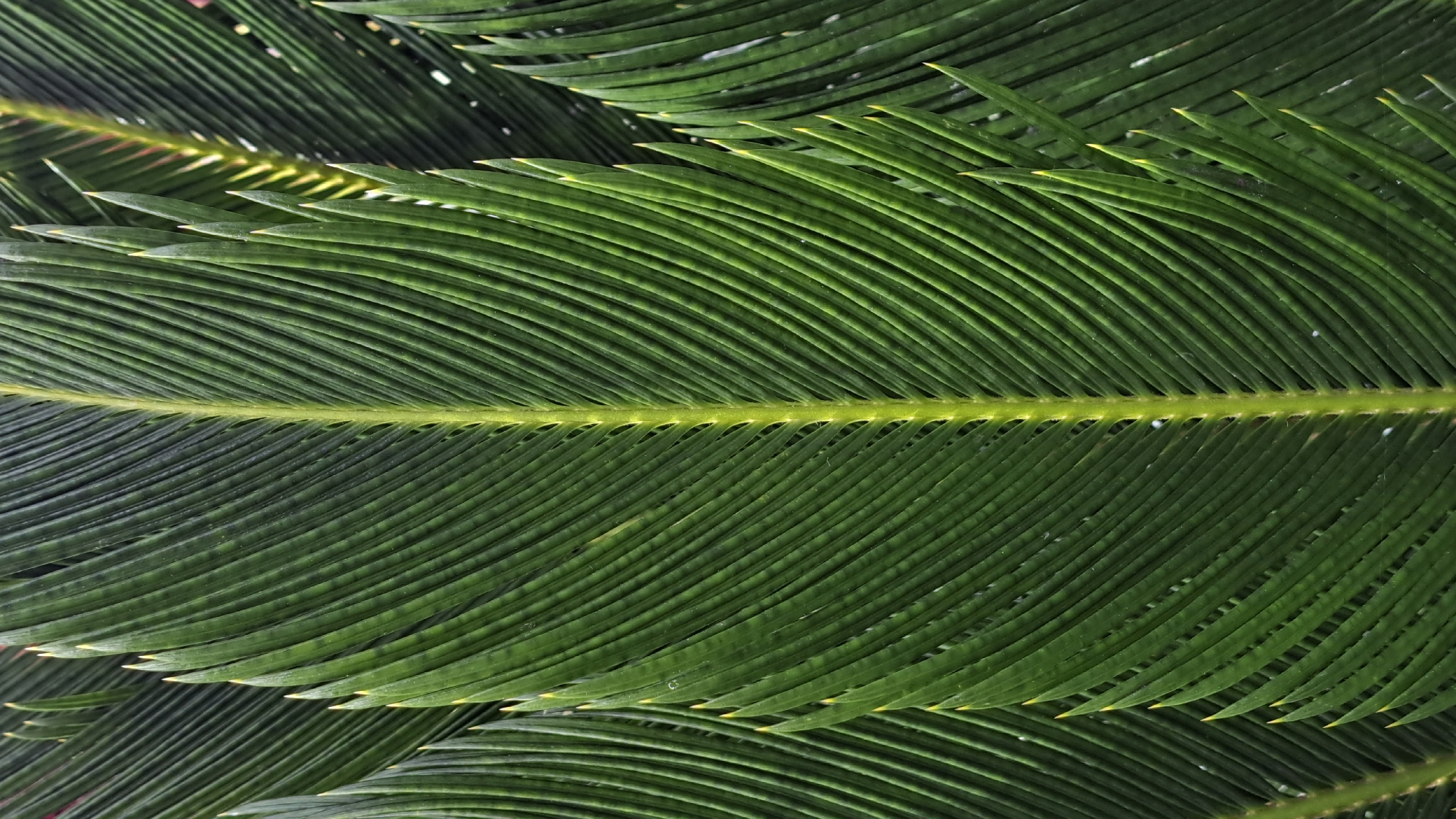The image shows a close-up view of several vibrant green cycad fronds. The fronds are arranged in layers, with one large frond prominently displayed in the foreground. Each frond is composed of numerous narrow leaflets, or pinnae, extending from a central rachis. The pinnae have pointed tips, some with a slight yellowing at the very ends. The overall texture is linear and repeating, defined by the parallel arrangement of the pinnae. The lighting is soft and diffused, emphasizing the color and texture of the plant. There is no indication of city or location, or the presence of people, subjects, or objects.