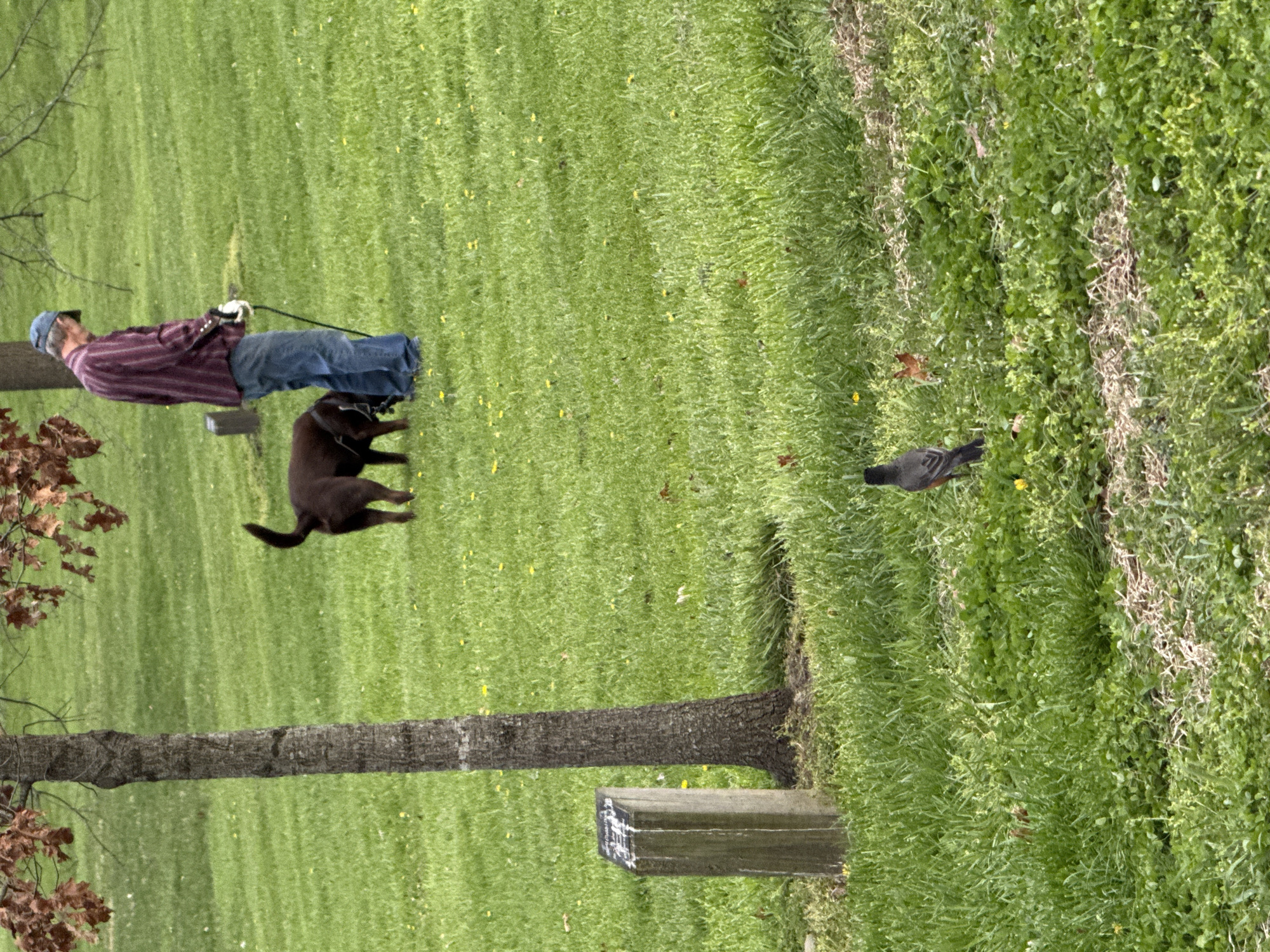 In an outdoor scene in Grove City, Ohio, United States of America, a person wearing a blue baseball cap, striped long-sleeve shirt, jeans, and white gloves is walking a chocolate labrador retriever on a leash across a grassy lawn. The dog appears to be mid-stride, tail slightly raised. A bird is on the grassy lawn. A tree is on the left side of the image.