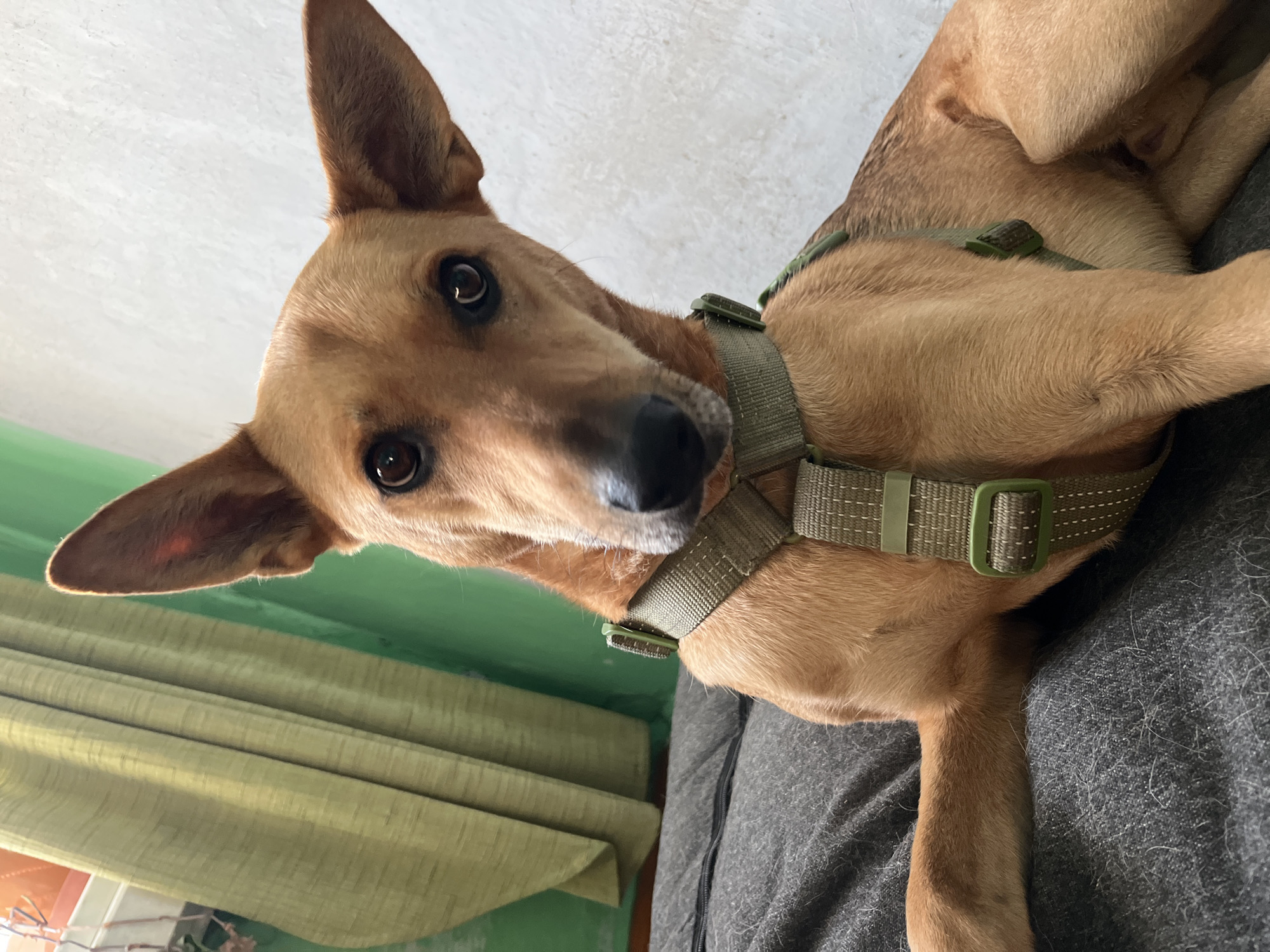 A medium shot captures a tan dog with large ears, wearing a green harness, lying on a dark gray textured surface. The dog is facing the camera, with its head slightly tilted to the left. Its eyes are dark and reflective, and its nose is black. In the background, a light green curtain hangs on the left, and a textured off-white wall is visible on the right. The lighting suggests an indoor setting. The image does not provide any information about the city of Nizhny Tagil, Russia.