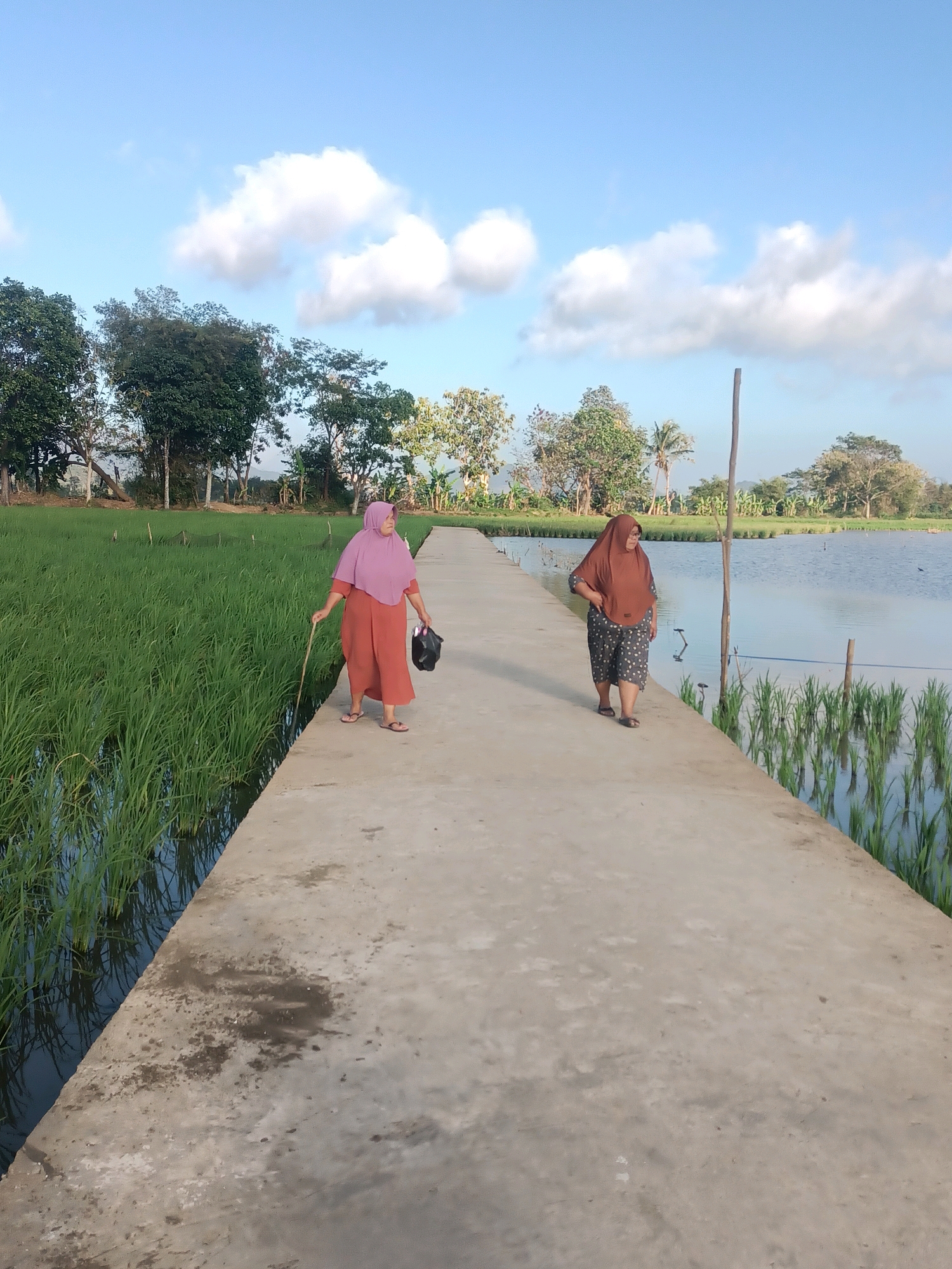 This is a full shot, eye-level, outdoor photograph of two women walking on a concrete pathway next to a rice paddy. The woman in the foreground on the left is wearing a pink headscarf and a rust-colored dress, and is carrying a black bag in her left hand and a stick in her right. The woman behind her on the right is wearing a brown headscarf and a grey polka-dot outfit. The pathway is cracked and weathered. To the left of the pathway, there is a vibrant green rice paddy with visible water channels. To the right of the pathway, there is a body of water with some vertical wooden stakes emerging from it. In the background, there are several trees and a cloudy blue sky. The scene appears to be in a rural area of Kasturi, Indonesia.