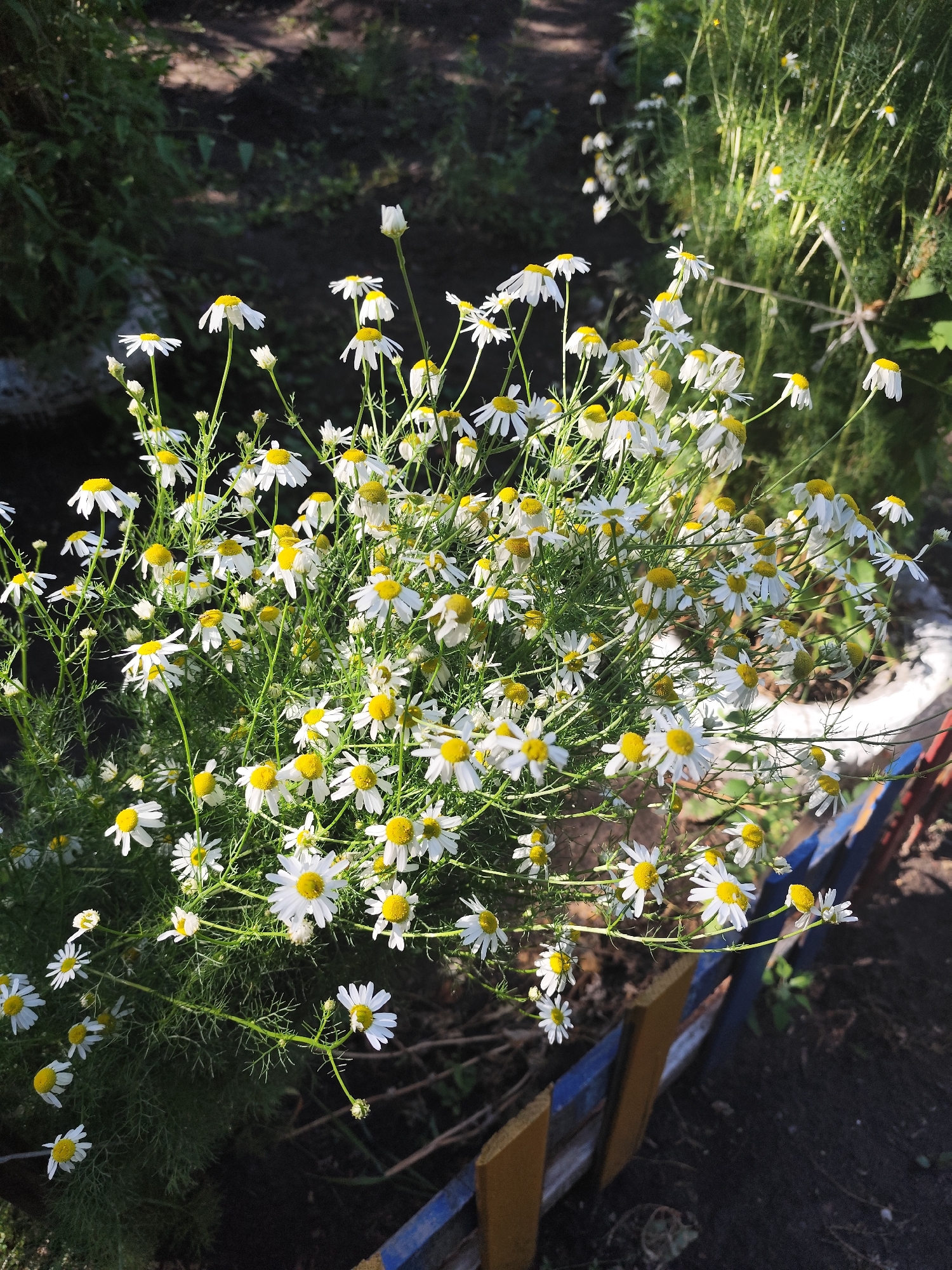 The image displays a close-up view of a cluster of white chamomile flowers with yellow centers. The flowers are in bloom and appear to be growing in a garden or outdoor setting, possibly in a planter. The background is out of focus, but suggests greenery and dark soil. The lighting indicates it is daytime, with sunlight casting shadows on the ground. The image is taken from a slightly elevated perspective, looking down on the flowers. There are no people or animals visible in the frame. The scene appears to be in an outdoor, natural environment.