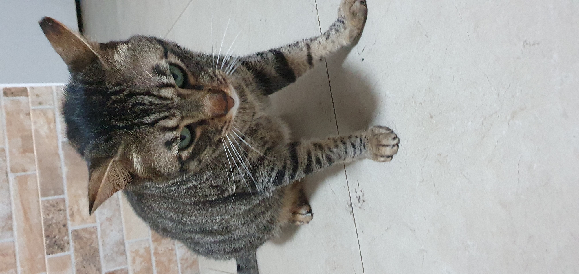 A tabby cat with green eyes is crouched on a tiled floor. The cat is facing forward and slightly downwards, with its head tilted. Its fur is striped with shades of brown, black, and gray. White whiskers fan out from its nose. The floor tiles are a light color with faint grout lines. In the background, a wall with a brick pattern is visible. The overall scene appears to be indoors, likely in a residential setting. The image does not provide any information about the city of Bat Yam, Israel.