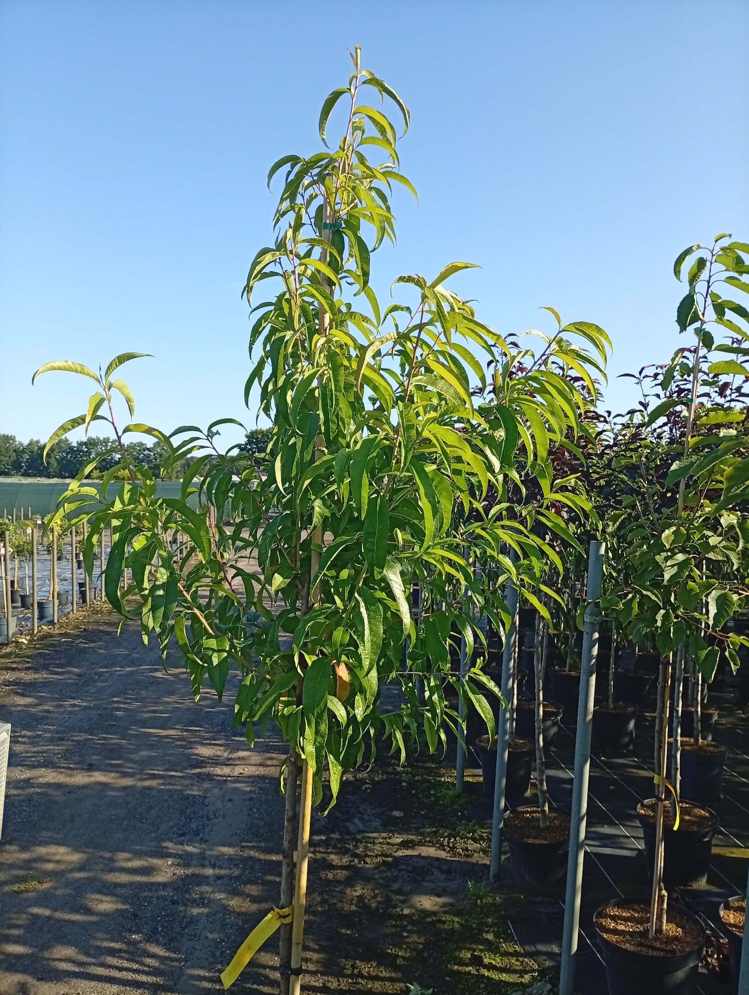 The image depicts an outdoor scene at what appears to be a nursery or garden center, with numerous potted trees arranged in rows under a clear blue sky. The foreground features a young peach tree with vibrant green leaves and a single visible peach. This tree is supported by a wooden stake and has a yellow tag tied around its base. Behind the peach tree, other trees in dark pots are visible, many supported by metal poles. In the background, a body of water is suggested to the left, with a line of trees in the distance. The ground is covered with dark gravel, and shadows from the trees are cast across it. The scene is illuminated by bright sunlight, creating distinct contrasts. The location is specified as Holm, Germany, though no specific city landmarks are discernible from the image itself. There are no people visible in the image.