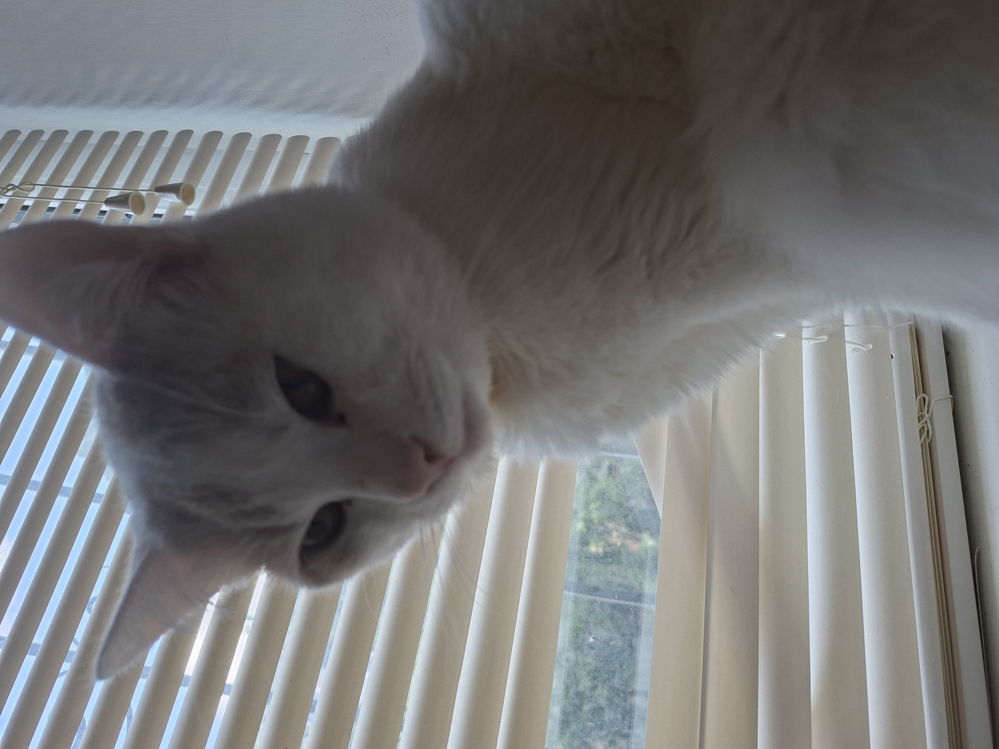 The image is a close-up, low-angle shot of a white cat peering down from above. The cat's head is the primary subject, with its face oriented downwards towards the camera. Its eyes are visible, and its pink nose is prominent. The cat appears to be white or very light-colored, with soft fur.
The background consists of vertical blinds that are partially open, allowing some light to filter through. Through the gaps in the blinds, a glimpse of greenery and trees can be seen, suggesting an outdoor scene beyond the window. The overall lighting is bright, indicating it is daytime. The perspective creates a sense of the cat looking down on the viewer, possibly from a high surface.
There is no visible text in the image. The scene appears to be indoors, near a window with blinds. The activity is simply the cat observing or interacting with the camera from its vantage point. No specific emotions are clearly discernible from the cat's expression. The setting is domestic, likely a home environment.