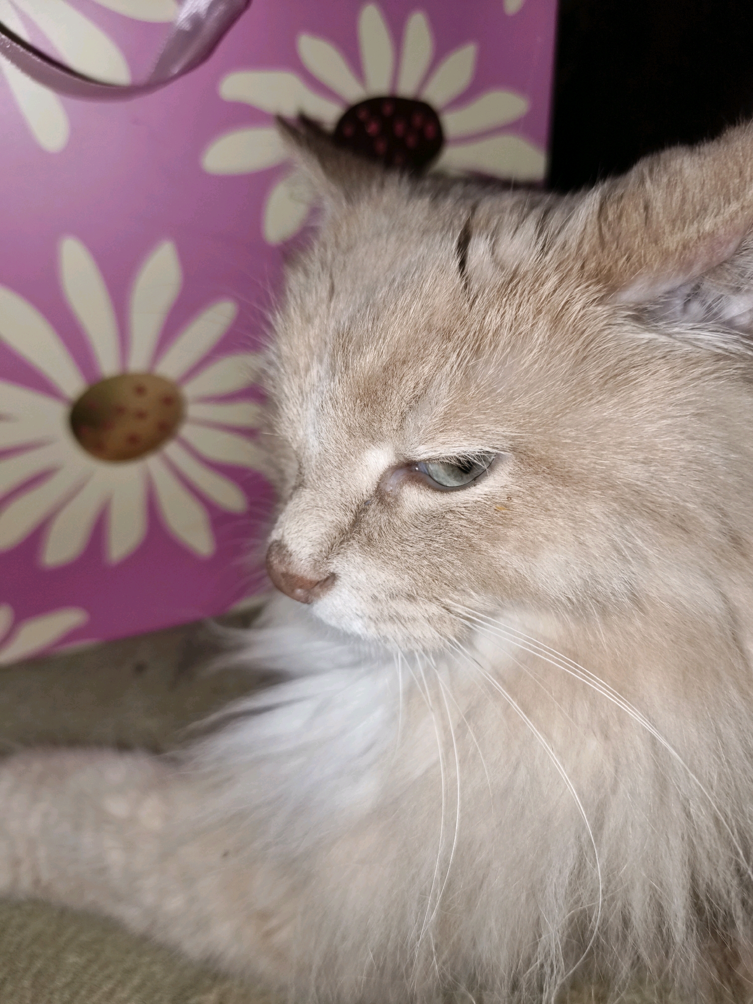 An eye-level, close-up shot captures a fluffy, cream-colored cat in profile. The cat's gaze is directed downwards and to the left, with its head slightly tilted. Its fur is light and wispy, with some darker markings visible on its back. In the background, a pink surface with a large, stylized white flower design is slightly out of focus. A purple ribbon is visible at the top left of the frame. The scene appears to be indoors, with a neutral-colored surface beneath the cat. The image does not provide any information about its location in Chaikovsky, Russia.