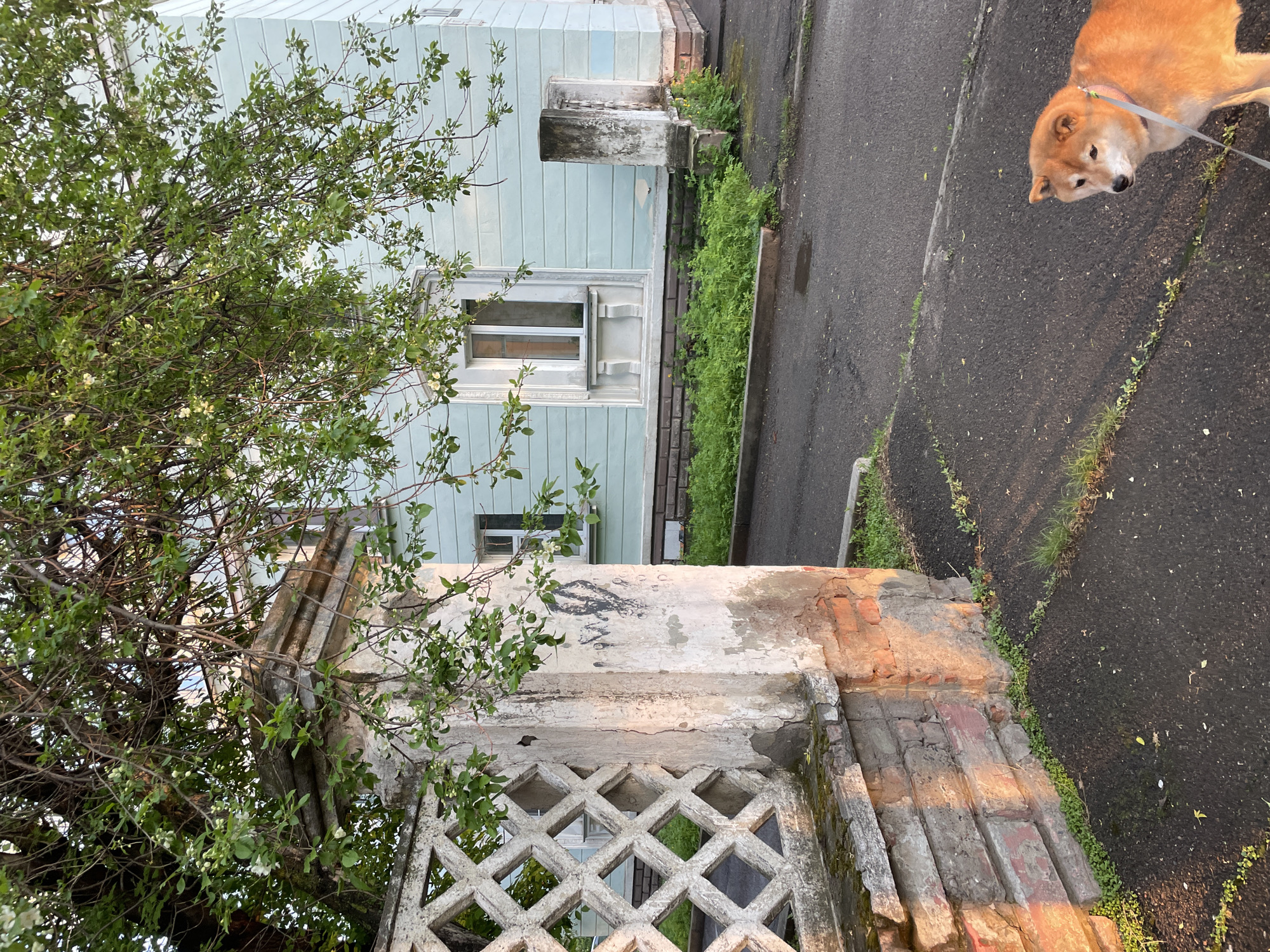 The image depicts a Shiba Inu dog on a leash, standing on a cracked asphalt street in Zheleznogorsk, Russia. The dog is positioned near a crumbling concrete and brick wall with a diamond-shaped lattice design. A light-blue building with a window and a projecting air conditioner unit is behind the wall, partially obscured by a tree with green foliage. Patches of green vegetation grow along the edge of the street and between the wall bricks.