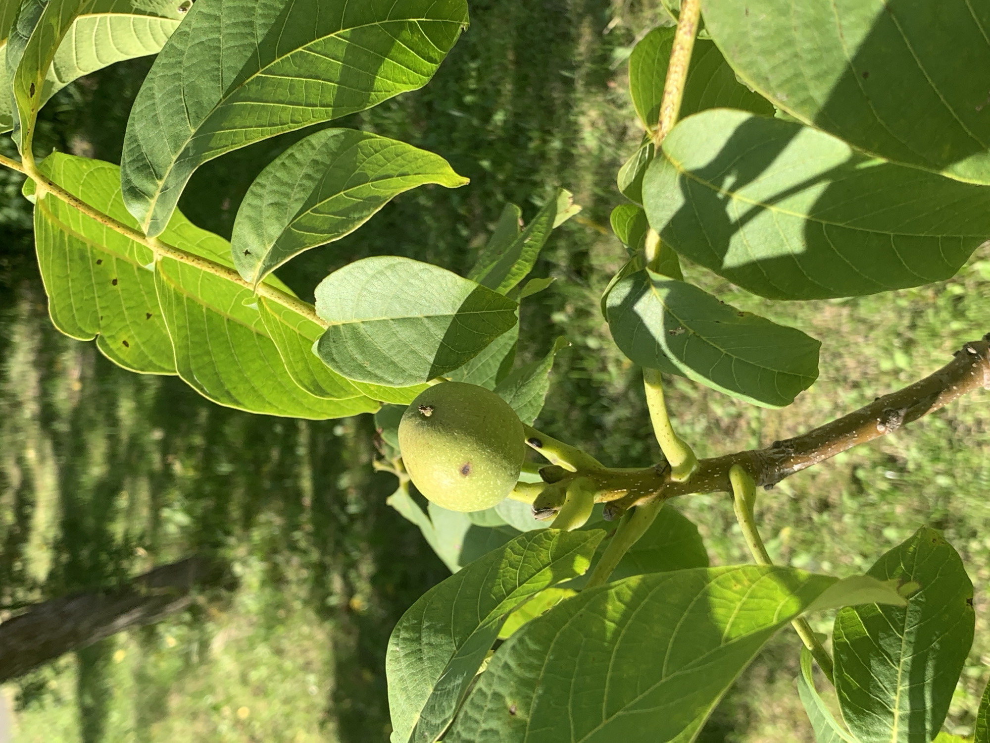 A close-up shot captures a small, green walnut fruit hanging from a tree branch, surrounded by lush green leaves. The walnut is spherical, with a slightly fuzzy surface and a small brown spot near the top. The leaves are broad and oval-shaped, with visible veins and serrated edges. The branch is thin and woody, with a greenish-brown hue. The background is softly blurred, revealing a grassy area and the trunk of a tree, suggesting an outdoor setting in a park or garden. The scene is bathed in natural sunlight, casting shadows on the leaves and the ground. The image is sharp and clear, focusing on the details of the walnut and its surrounding foliage. It's not possible to determine the specific location in Kapyĺ, Belarus from the image alone.