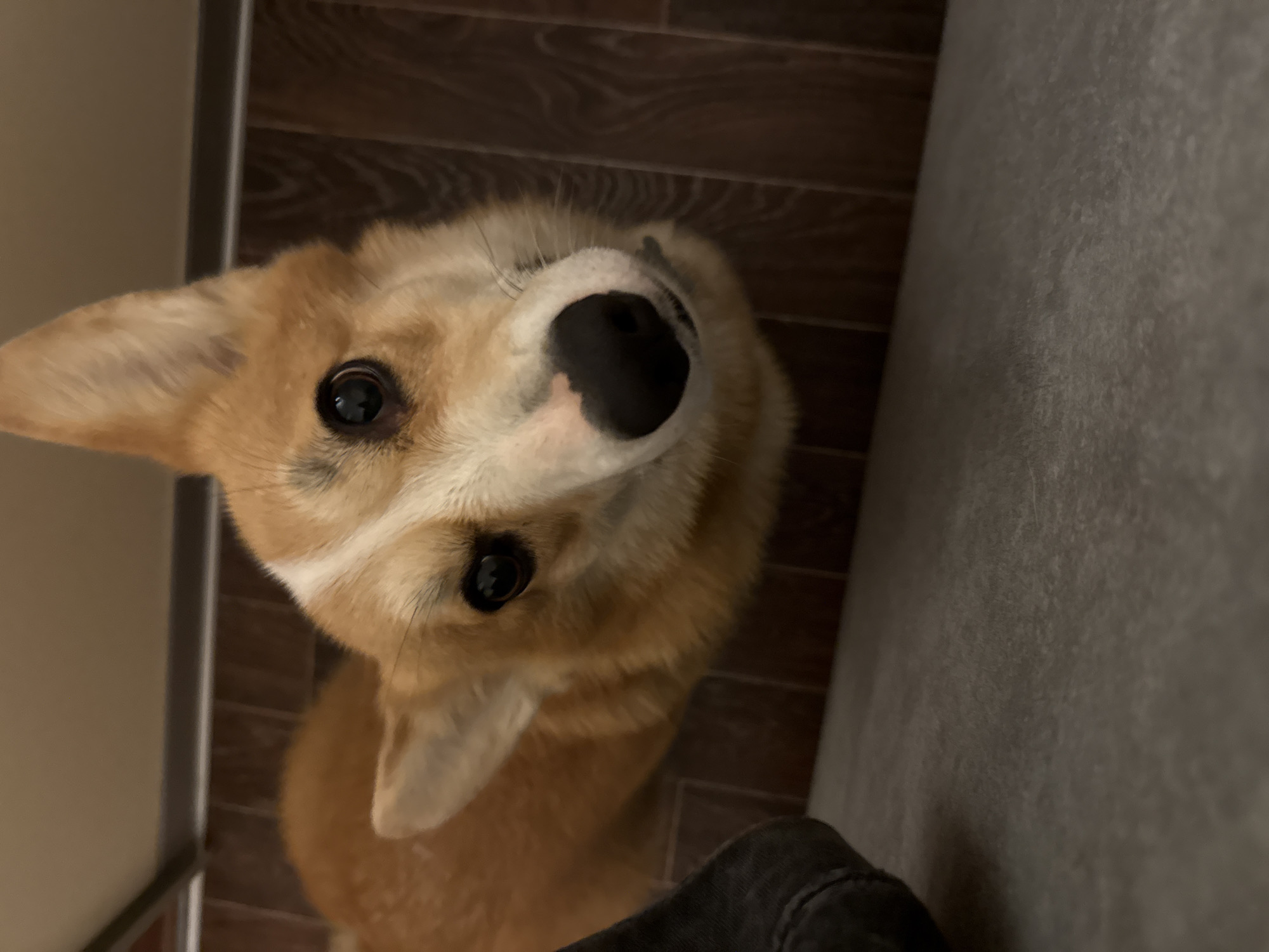 A corgi dog with tan and white fur is looking up towards the camera. The dog has dark, round eyes and a black nose. The background includes a wood-patterned floor, a gray vertical surface (possibly a wall), and a small portion of a dark-colored garment in the lower right corner, likely clothing. There are no indications that this is in Votkinsk, Russia.
