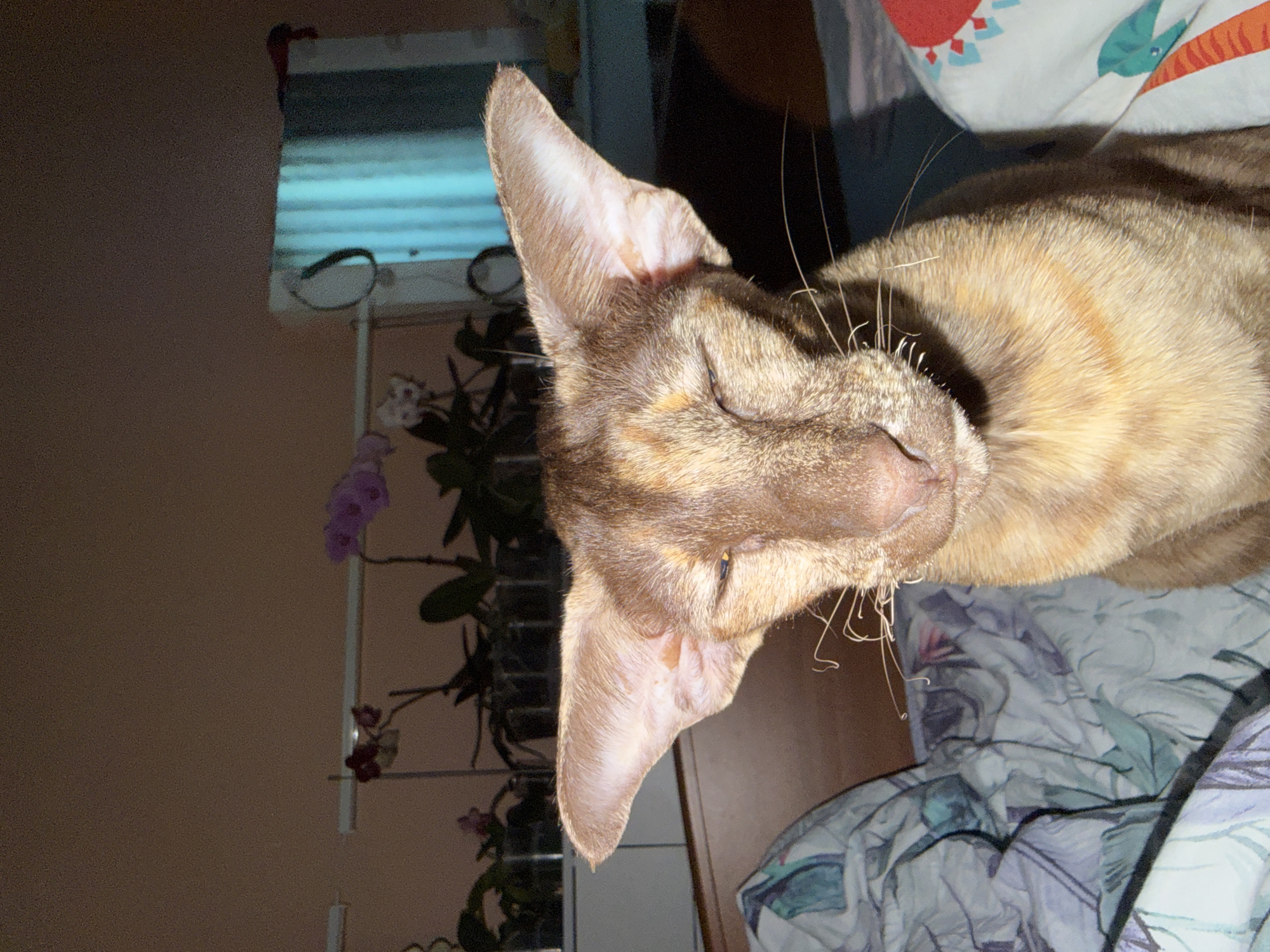 The image, captured in Chaikovsky, Russia, presents a close-up, side-profile view of a cat in a relaxed state, possibly sleeping or resting indoors. The cat, featuring a distinct tabby pattern with shades of brown, gold, and cream fur, has prominent, large, pointed ears characteristic of breeds like the Oriental Shorthair. Its eyes are largely closed or squinting, and long, curled whiskers extend from its muzzle.
The cat is positioned on what appears to be a bed, partially covered by patterned bedding in tones of blue, white, and purple. A colorful pillow with red and blue accents is visible behind the cat's head.
In the background, to the left, a window fitted with horizontal blinds suggests an interior setting. Beneath the window, a collection of potted plants, including orchids displaying delicate purple flowers, are arranged on a shelf or stand. The wall behind the cat and plants is a plain, light brown color.
The lighting is dim and appears to be artificial, casting a soft, warm glow that enhances the peaceful atmosphere. The scene evokes a sense of quiet domesticity. No visible text is present in the image.