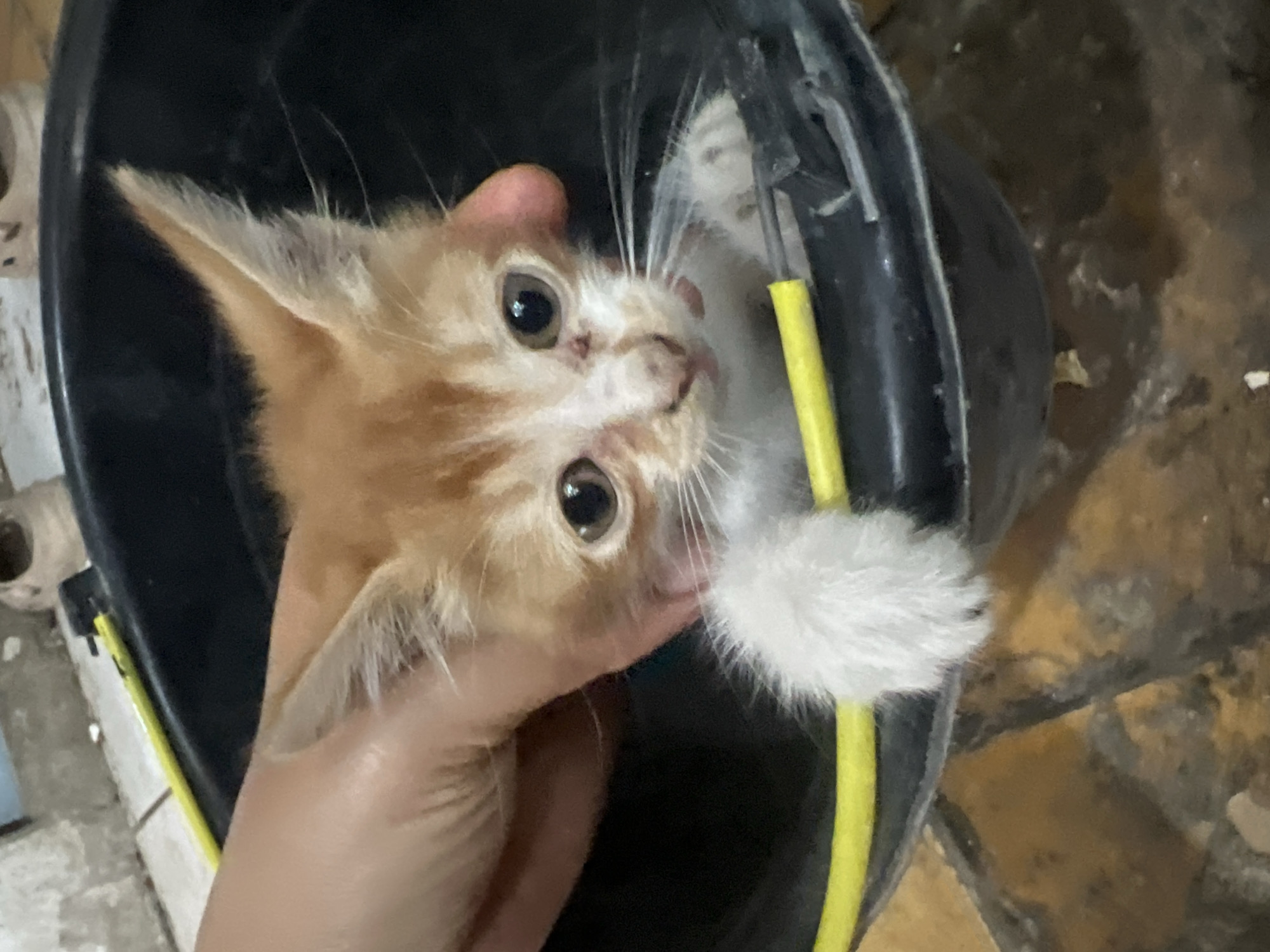 In Klapanunggal, Indonesia, a person's hand is holding an orange and white kitten inside a black bucket. A yellow cord or strap runs across the bucket. The kitten has large, dark eyes and white fur on its paws and chest. The background appears to be an outdoor setting with tiled flooring and some indistinct structures.