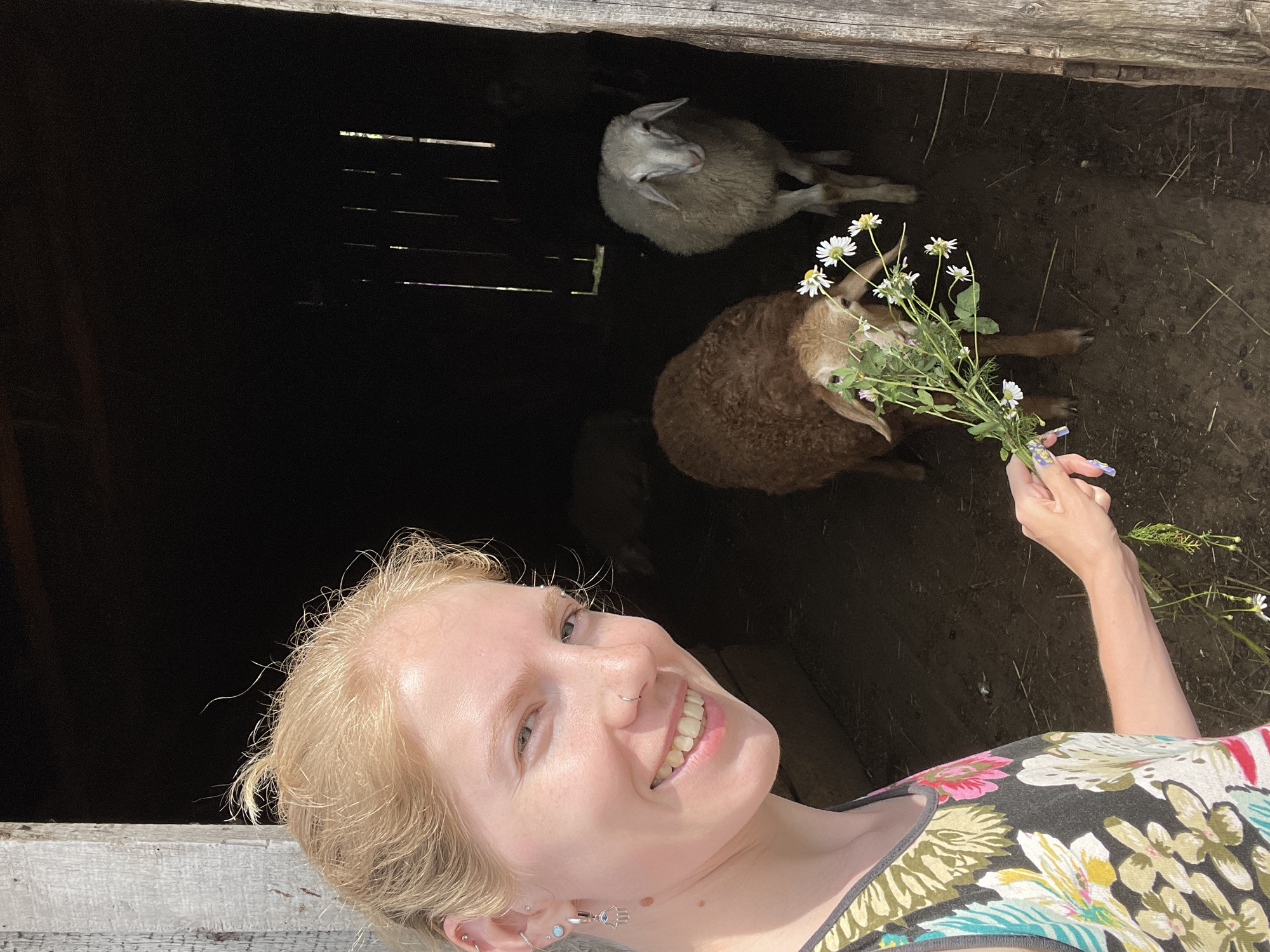 In the city of Сям-Можга, Russia, a young woman with blonde hair and piercings is taking a selfie outside a rustic barn. She is smiling and holding a bouquet of small white daisies. Inside the dark barn, two sheep are visible: a brown one in the foreground and a white one further back. The barn appears to be made of wood, with some sections weathered and aged. The ground inside the barn is dirt, with some scattered hay. The overall scene suggests a rural setting on a sunny day.