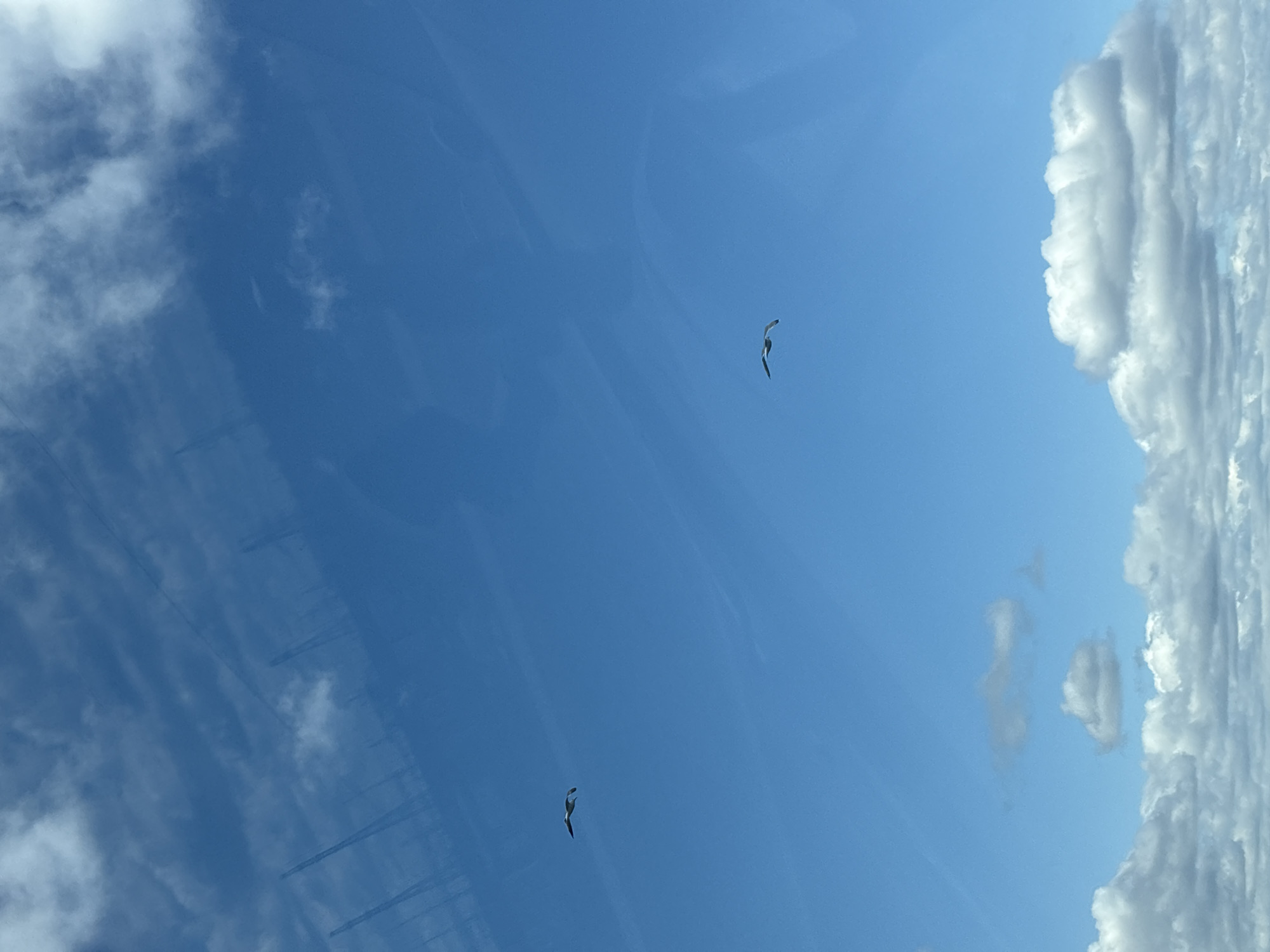 The image shows a sky scene with a blue background and scattered clouds. Two birds are flying in the sky. The location in the city of Chaikovsky, Russia, is not directly discernible from the image content.
