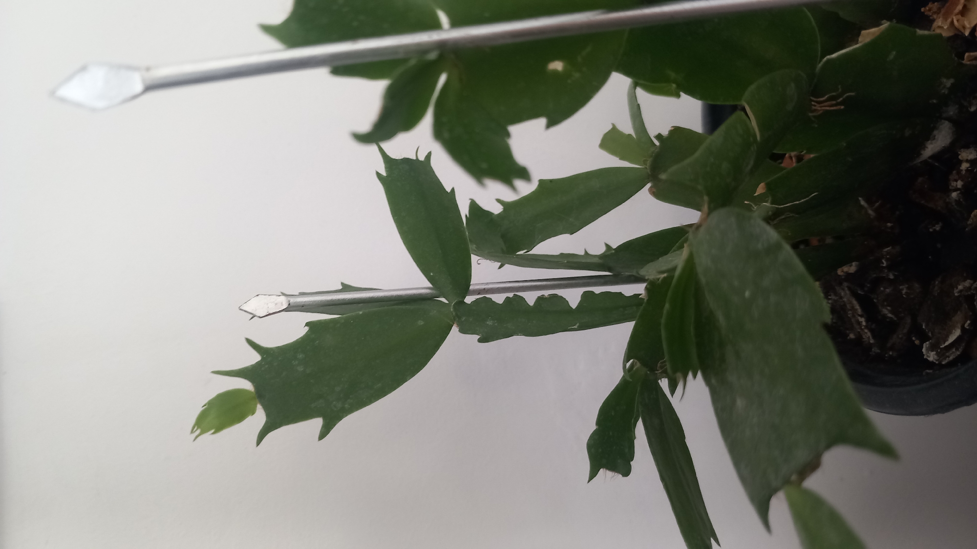 A close-up, eye-level shot focuses on a potted Christmas cactus plant, likely indoors in Άγιος Νεκτάριος, Greece. The plant, with its characteristic segmented green leaves, displays several new growths. Two silver stakes are inserted into the plant to provide support, with their pointed tips visible. One stake is positioned to the left, piercing through a leaf segment and near a nascent bud, while the other, taller stake, stands to the right. The background is a plain, off-white wall, creating a minimalist setting that emphasizes the plant and its supports. The pot itself is dark-colored and filled with dark potting soil, partially obscured by the plant's lower foliage.