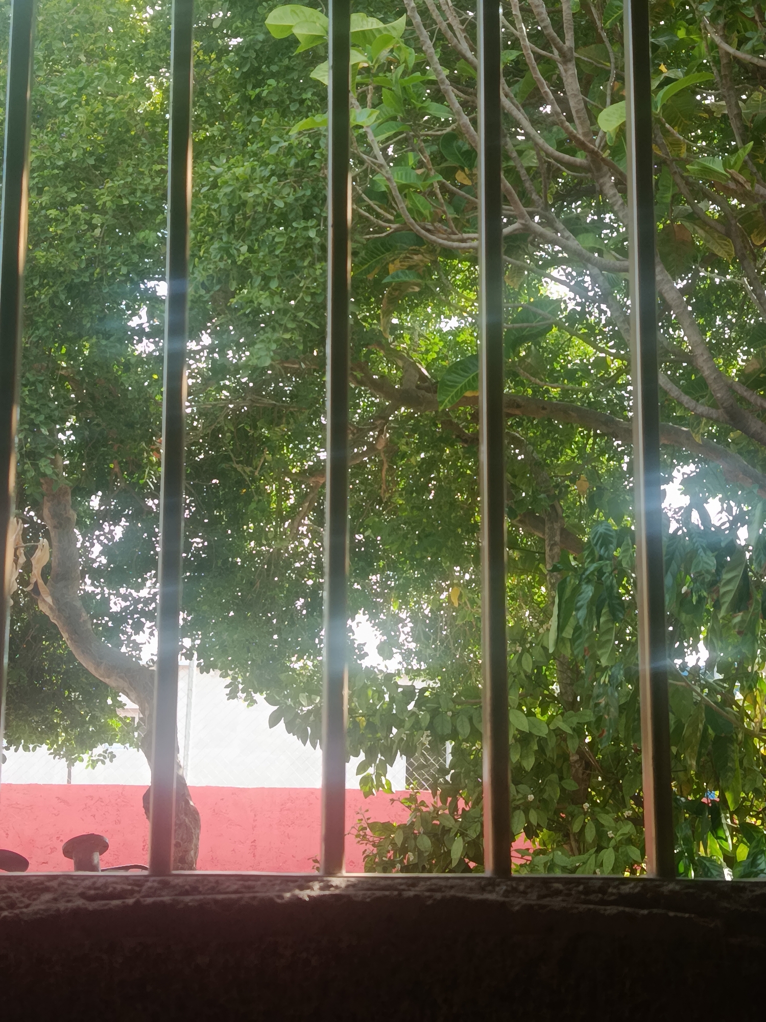 The image depicts a view through vertical bars, likely from a window or a security gate, looking out onto a vibrant green tree canopy and a bright pink wall. Sunlight filters through the leaves, creating a dappled effect. The bars are dark and metallic, obscuring parts of the scene. To the left, the trunk of a tree is visible, with its bark textured and weathered. The pink wall, likely a building exterior, occupies the middle ground, stretching horizontally across the frame. Some indistinct objects, possibly small decorative items or parts of furniture, are visible resting on a dark surface in the foreground, at the bottom of the image. The overall impression is one of looking out from an enclosed space onto an outdoor scene bathed in natural light. The location is identified as Juan Griego, Venezuela.