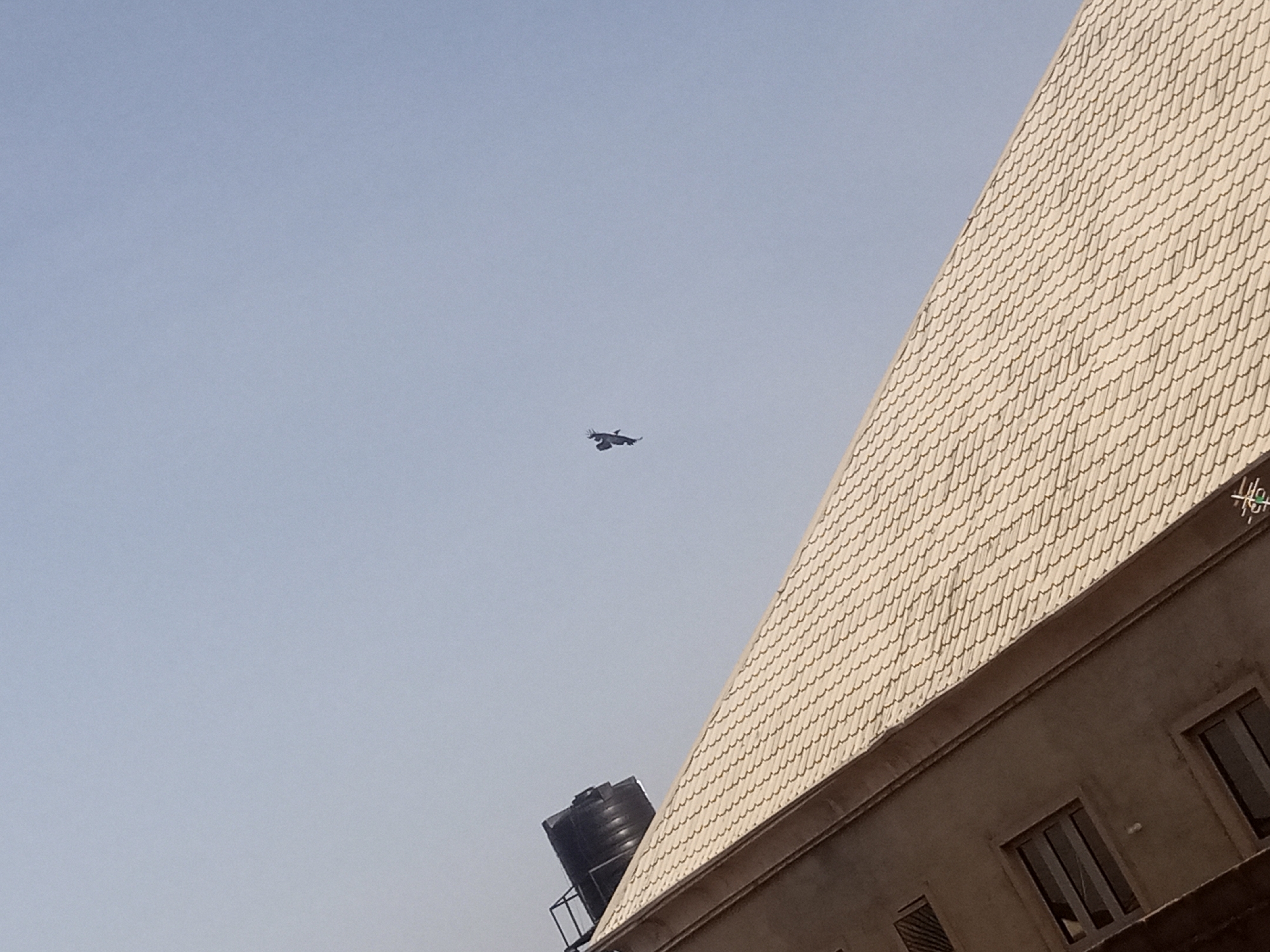 A bird is captured mid-flight against a pale blue sky. The bird is dark in color, with its wings spread. In the lower right quadrant of the image, a building with a light-colored, scaled roof occupies a significant portion of the frame. The building appears to be under construction or renovation, with unfinished walls visible. To the left of the building, a black water tank is perched on a metal stand. The scene is brightly lit by daylight.