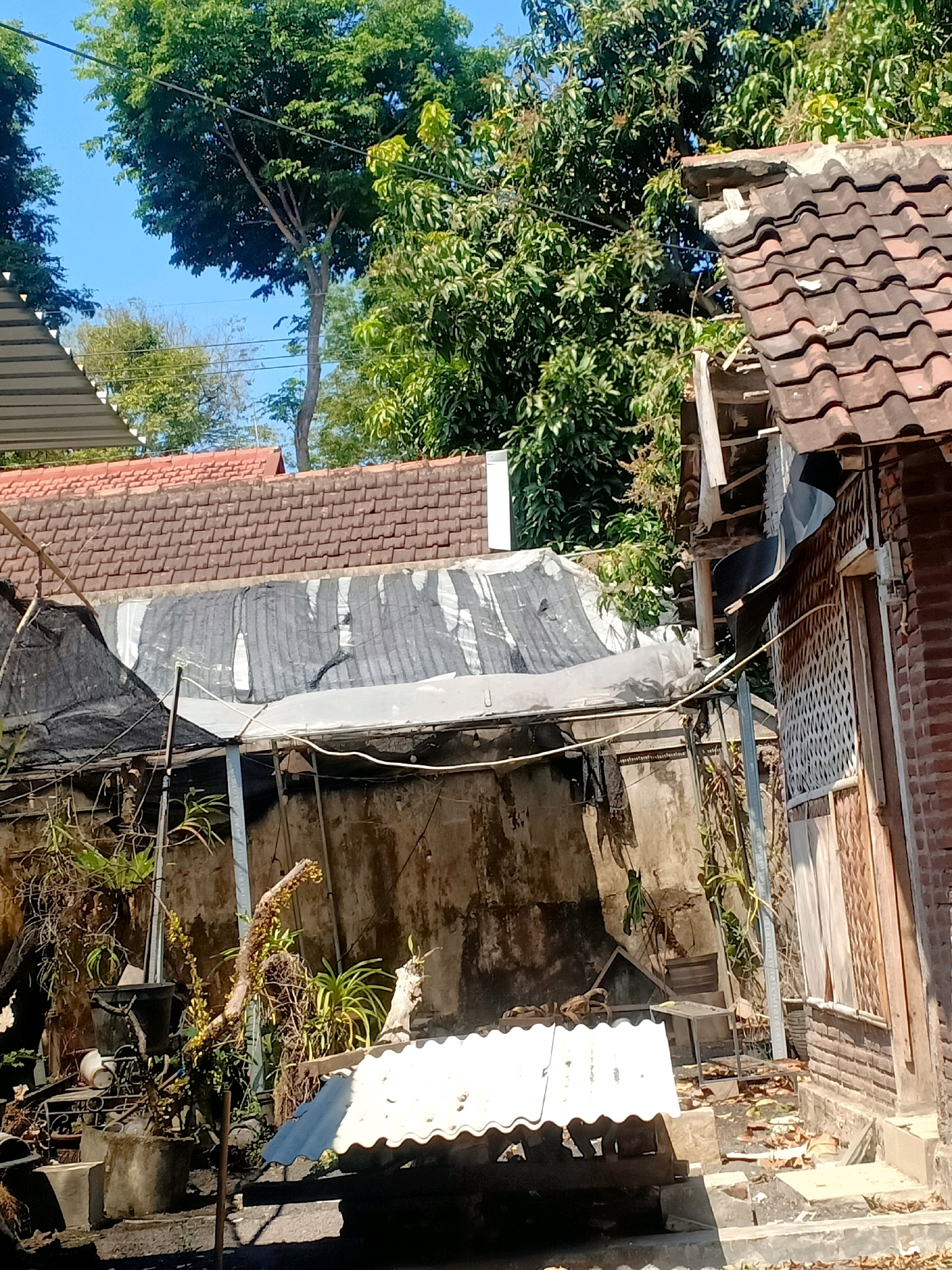 The image depicts an outdoor scene in a residential area, likely in Lumajang, Indonesia, characterized by a mix of structures and vegetation under a clear blue sky. In the foreground, a corrugated metal roof lies on its side. Behind this, a dilapidated structure with a concrete wall is partially visible, covered by a torn black tarp and a white, weathered tarp. Various plants, including potted plants and vines, are growing around this area.
Further back, a tiled roof of a building is prominent, with some tiles appearing damaged or missing. To the right, a brick building with a wooden door and decorative latticework is situated. The background is dominated by lush green trees, suggesting a tropical or subtropical environment. Power lines are visible strung between trees and structures. The overall impression is one of a somewhat neglected or older property, possibly undergoing renovation or in disrepair, set within a green, natural surroundings typical of a locale like Lumajang. No people are present in the image.