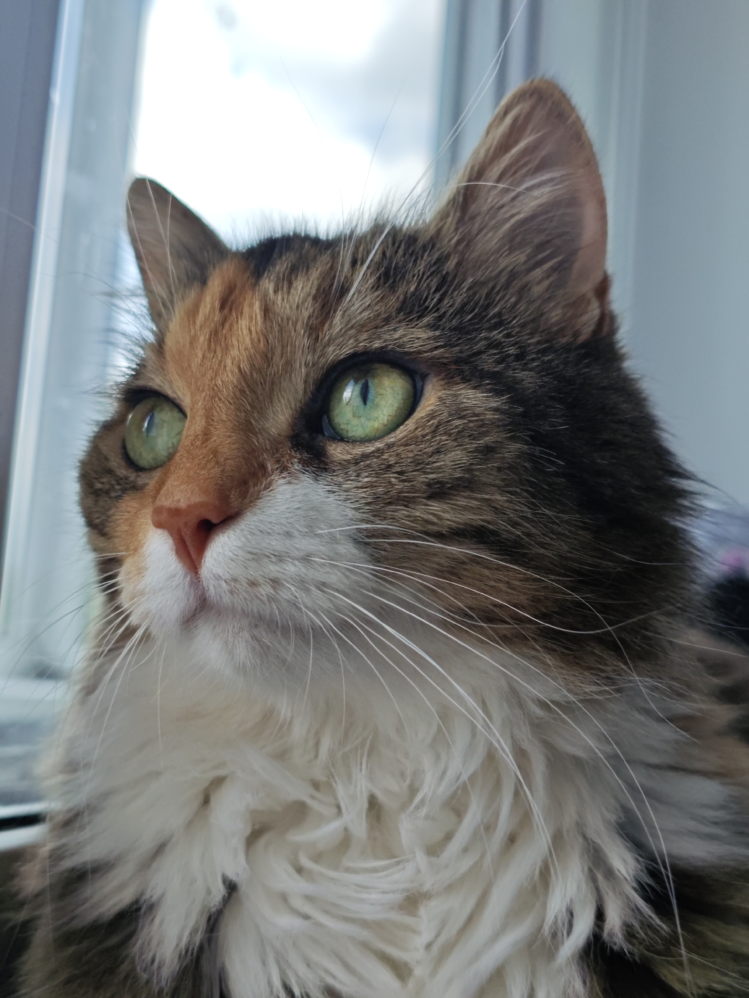 A close-up, eye-level shot focuses on the head and chest of a calico cat sitting near a window. The cat's fur is a mix of brown, black, orange, and white. Its bright green eyes are looking upwards and slightly to the left. The cat has a pink nose and long, white whiskers. The background is blurred, showing a window with a bright sky visible through it, suggesting an outdoor scene in Заклинье, Russia.