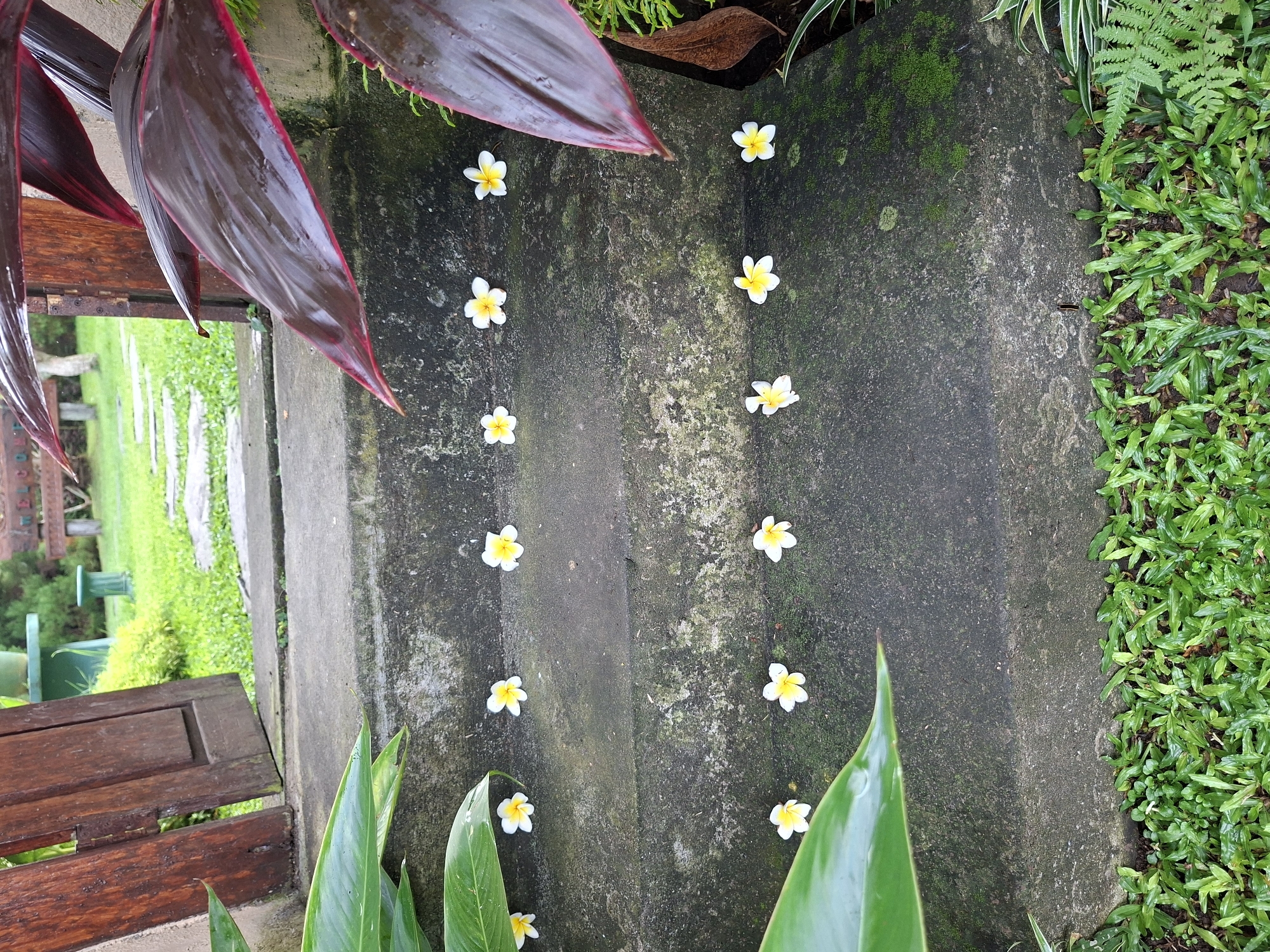 The image shows a concrete step or walkway in Lodtunduh, Indonesia. Twelve plumeria flowers are arranged in a line along the concrete, with moss growth visible on the surface. The step is bordered on one side by green grass and other green plants. On the other side, there is a dark wooden structure, partially visible, with red-leaved plants nearby. In the background, green grass and trees are visible.
