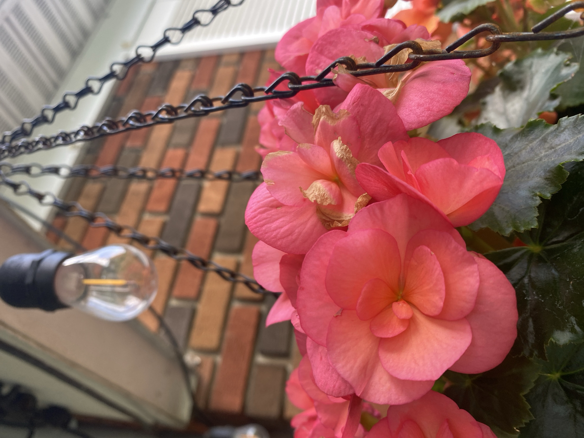 This is a close-up, high-angle outdoor shot of a cluster of vibrant pink begonia flowers in a hanging basket. The flowers, with their layered petals, dominate the foreground. Behind the flowers, dark metal chains from the hanging basket are visible, as well as a brick wall and a white-trimmed window. A single Edison-style light bulb hangs from a black fixture directly above the flowers. The scene appears to be on a porch or overhang, possibly in a residential area of Pointe-Claire, Canada. The lighting suggests it may be daytime, with the bulb providing ambient light. There are no people or animals present. The image is sharp and detailed, focusing on the textures and colors of the flowers and the surrounding elements.