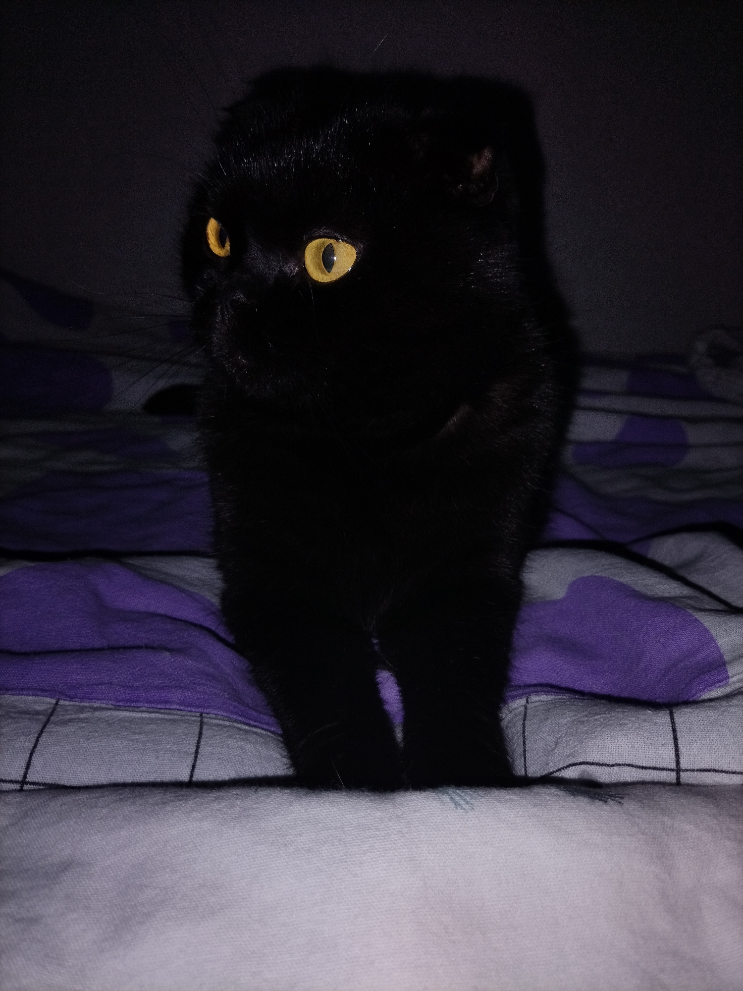 A black cat with bright yellow eyes is sitting upright on a bed. The cat is facing forward, with its body and head fully visible. The bed appears to be covered with a white and purple patterned duvet. The background is dark and out of focus. The lighting is dim, highlighting the cat's eyes. The image was taken indoors.