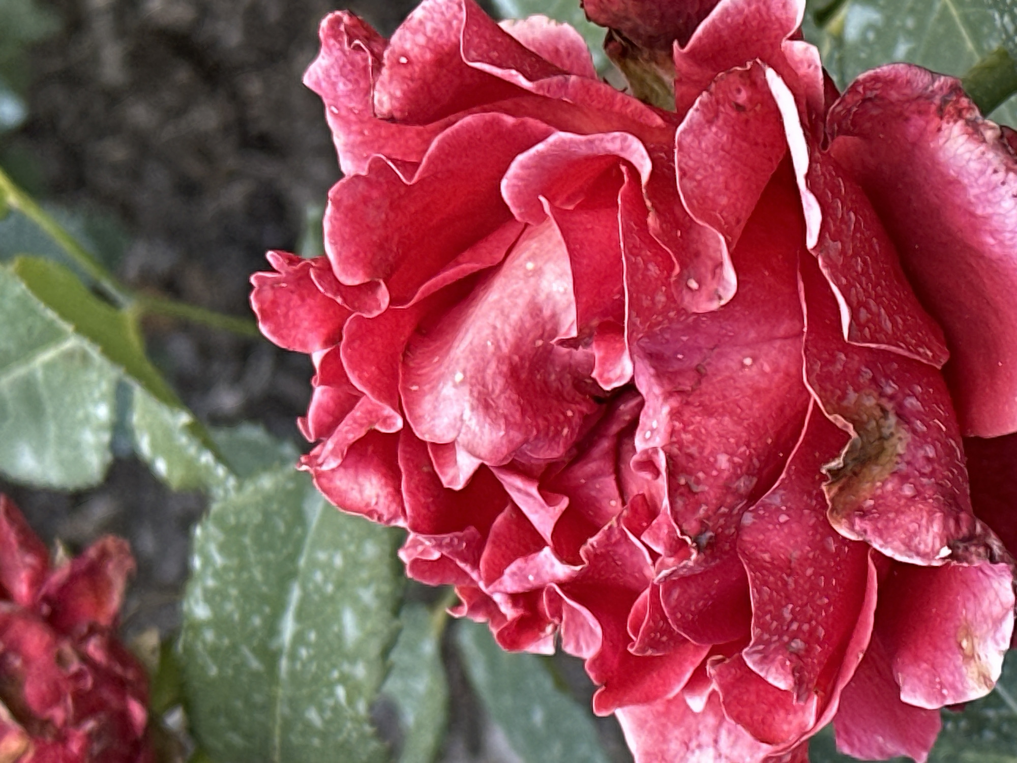 This is a close-up, macro photograph of a vibrant red rose in bloom. The rose is the primary subject, filling most of the frame with its intricately layered petals. The petals are a deep red, with lighter, almost white edges on some of the ruffled surfaces. Tiny water droplets are visible on the petals, suggesting recent dew or rain. The texture of the petals is detailed, showing fine lines and slight imperfections. In the background, out of focus, are green rose leaves and a dark, indistinct area that could be soil or other foliage. There are no people or animals present in the image. The location is identified as Ostafievo, Russia.