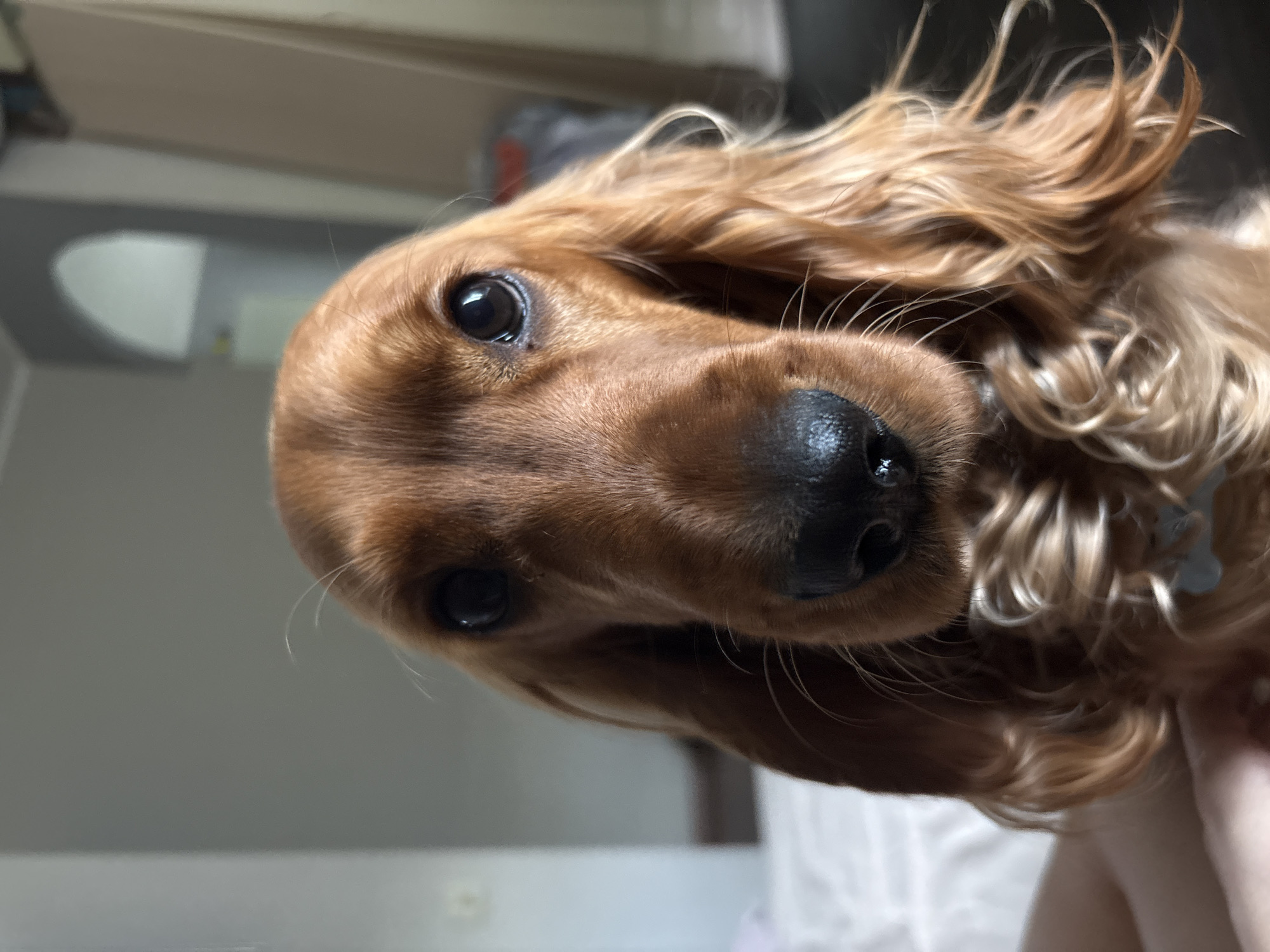 The image shows a close-up of a brown cocker spaniel dog's face. The dog is looking directly at the camera with large, dark eyes. Its fur is long and wavy, and it has a wet, black nose. The background is blurred, but appears to be an indoor setting with neutral-colored walls and furniture. There is no visible information or context to suggest the image was taken in Krasnoyarsk, Russia.
