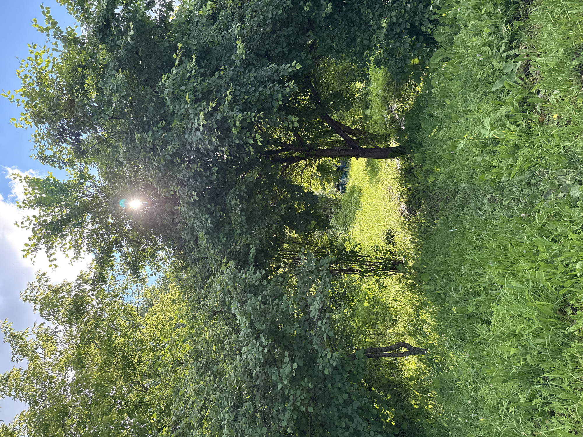 This is a full-frame, eye-level, outdoor shot of a sun-dappled clearing in a wooded area. In the foreground, tall green grass is abundant. Two trees with dense green foliage stand prominently in the mid-ground, creating an archway effect. The sun is visible through the branches of the trees, casting lens flares and bright highlights. Beyond the trees, a patch of well-lit green grass is visible, with what appear to be two dark-colored lounge chairs set up in the distance. The sky above is blue with scattered white clouds. The scene suggests a peaceful, natural setting in or near the village of Bolshoy Turysh, Russia.