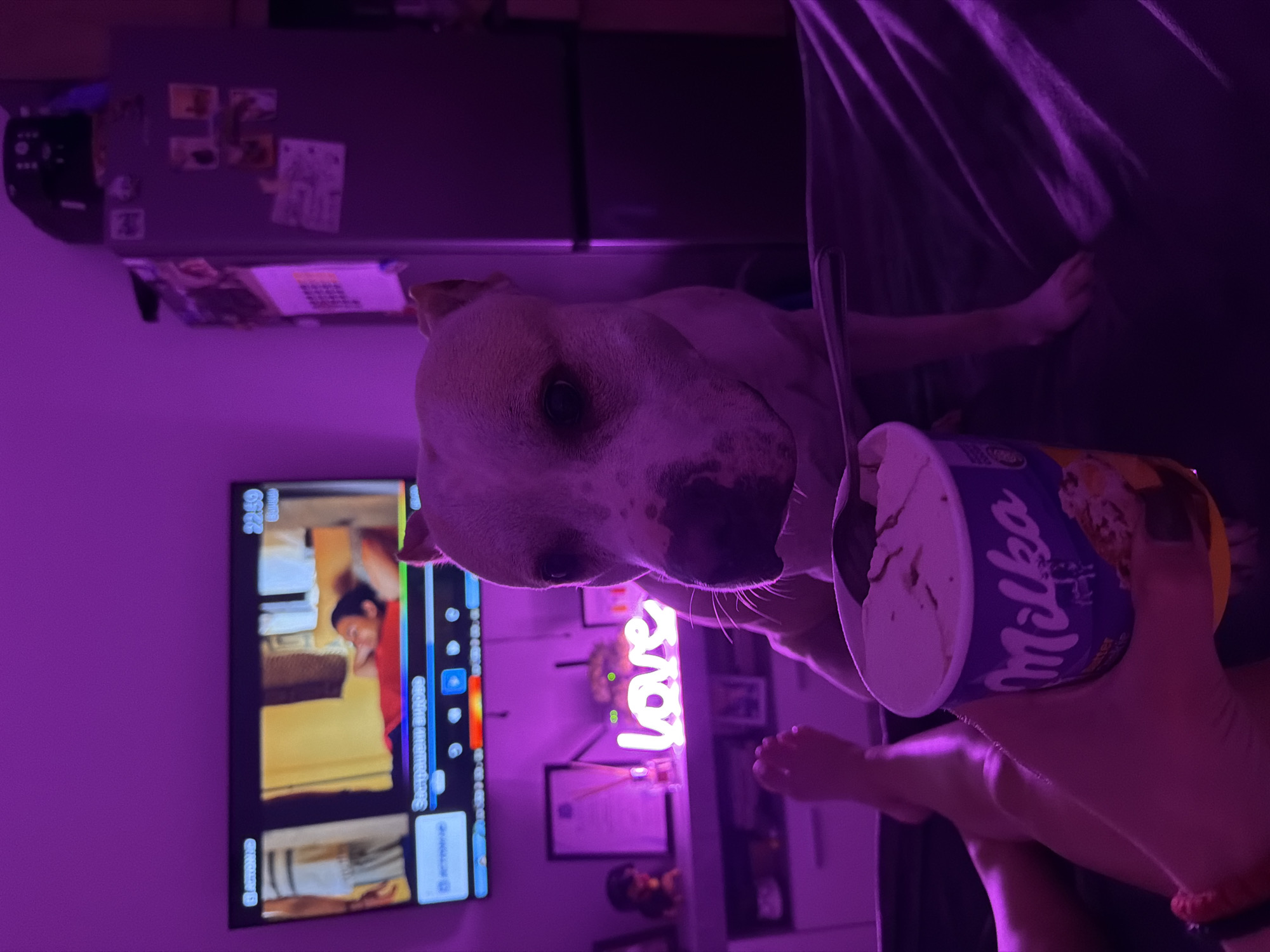 The image depicts an indoor scene, likely a living room, illuminated by a purple light. In the foreground, a hand holds a cup of Milka ice cream, with a spoon resting on its rim. To the right of the ice cream, a dog, possibly a pit bull, is partially visible, looking towards the camera. Behind the dog, a television screen displays an image of a person reclining on a bed. On a shelf below the television, a neon "love" sign glows brightly, accompanied by decorative items. A refrigerator stands to the right of the scene, adorned with various pictures and notes. The overall ambiance is casual and relaxed, suggesting a cozy evening at home. The image does not contain any information that would indicate its location in Plovdiv, Bulgaria.