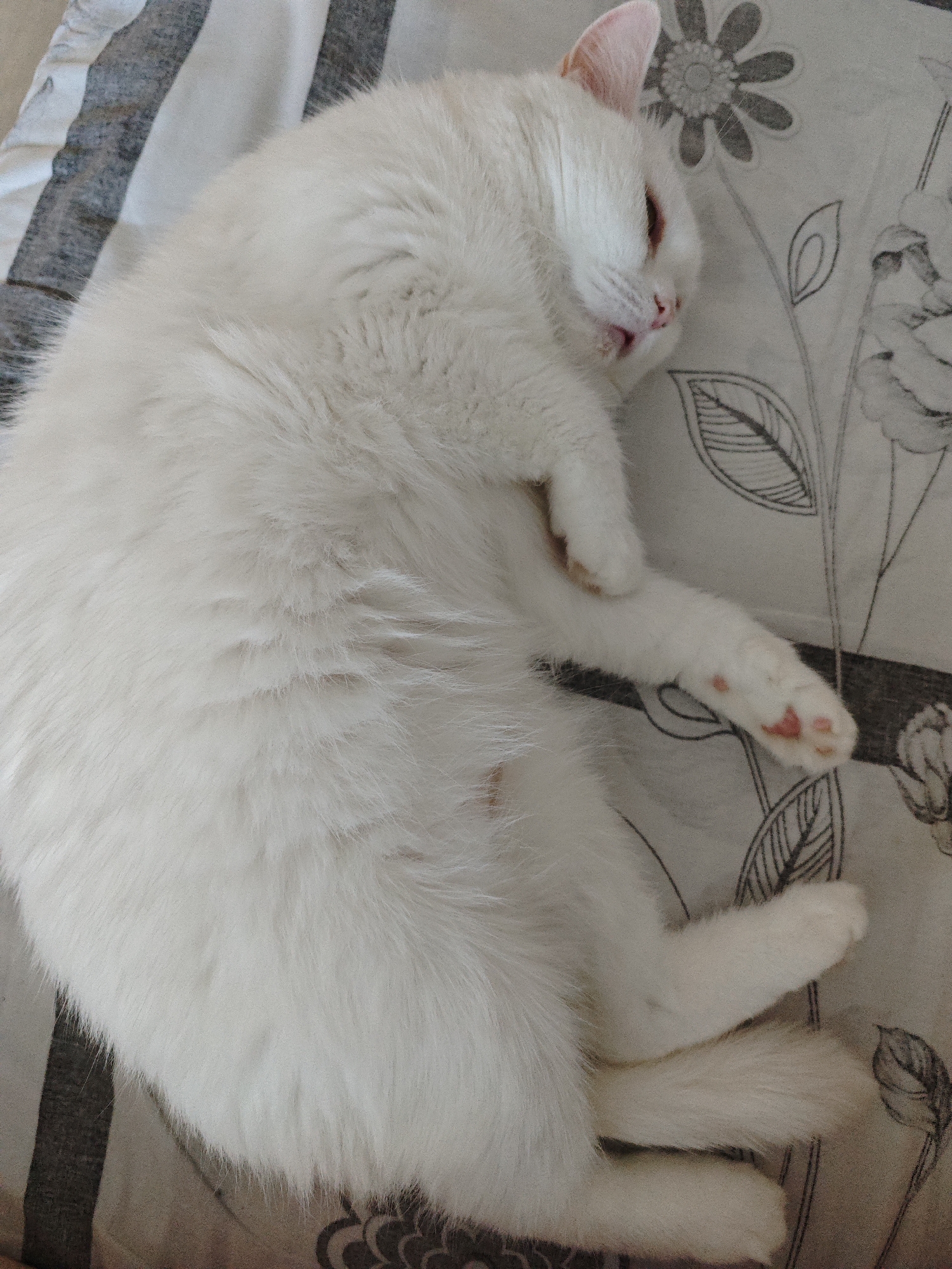 A white cat is sleeping on a patterned bedspread. The cat is curled up on its side, with its paws tucked in. The bedspread has a floral pattern and some gray stripes. The image was taken indoors.