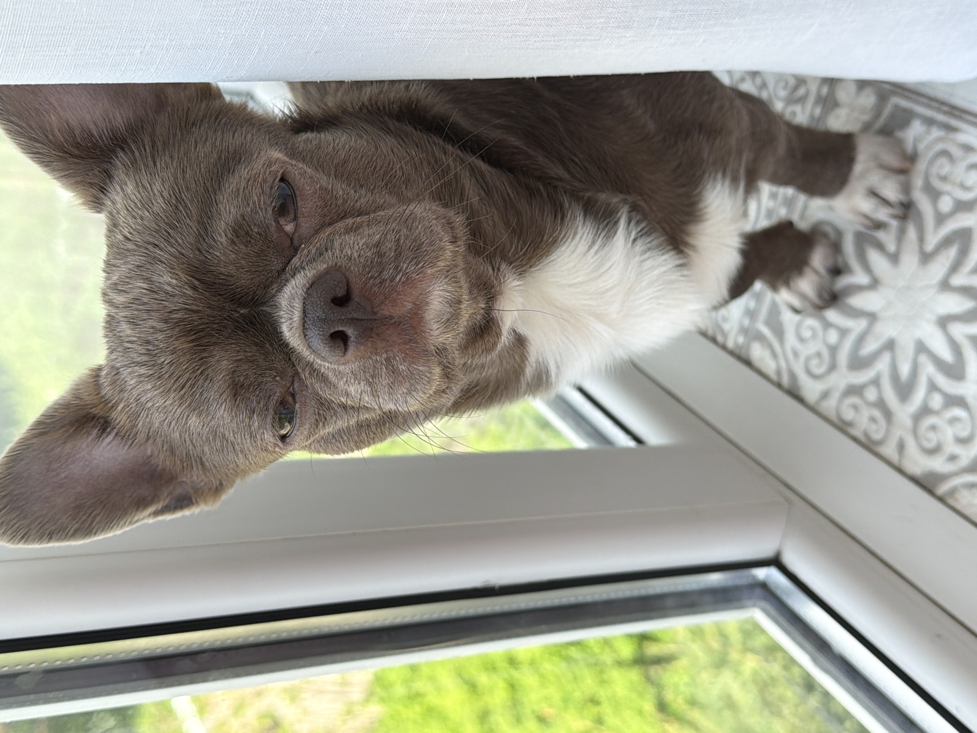 A brown and white chihuahua is lying on its side on a gray and white patterned surface near a white window frame. Through the window, greenery can be seen. The dog appears to be indoors, possibly near a window sill. There is no indication of the city of Votkinsk, Russia.
