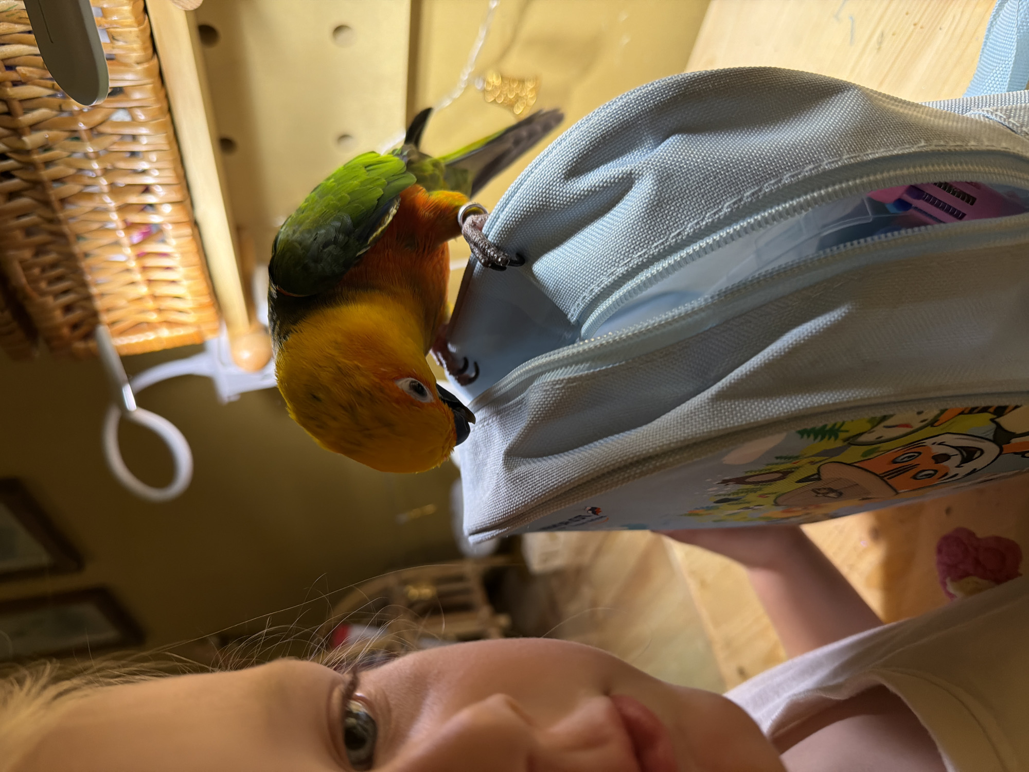 A close-up shot shows a young girl's face on the left, with her eye and mouth visible. She is looking towards the right. On the right side of the image, a small parrot is perched on the edge of an open light blue bag. The parrot has yellow and orange feathers on its head and chest, and green feathers on its back and wings. The bag is decorated with cartoon characters. The background appears to be a room with wooden surfaces and a woven basket on a shelf. There are also string lights visible in the background. The overall lighting suggests an indoor setting, possibly a home environment.