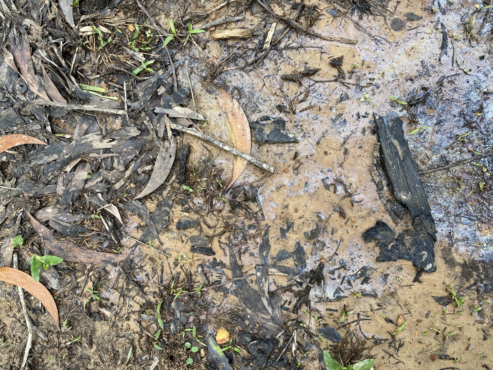 The image depicts a close-up view of the ground in what appears to be a natural environment, possibly a forest floor or park area, located in Ko Siboya, Thailand. The ground is a mixture of wet soil, mud, and decaying organic matter. Scattered across the surface are numerous pieces of dark, charred wood, likely remnants of a fire. Several dried eucalyptus leaves, some with a reddish-brown hue, are also visible, along with small green sprouts of vegetation pushing through the debris. In one section of the mud, a thin iridescent sheen is present, suggesting the presence of a liquid such as oil or petroleum, which is interacting with the water on the ground. The overall impression is one of a natural setting that has recently experienced a fire, with the added element of an environmental contaminant on the wet ground. There are no people or animals visible in the image.