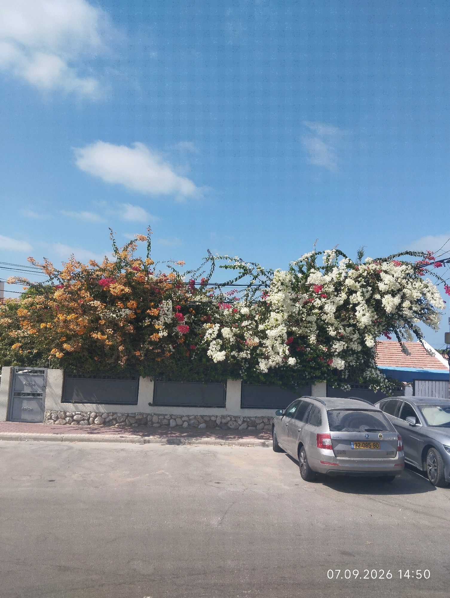 A street scene in Ashkelon, Israel, captures a bright, sunny day with a clear blue sky dotted with fluffy white clouds. In the foreground, a paved street leads to a sidewalk bordered by a low stone wall topped with a dark metal fence. Behind the fence, vibrant bougainvillea flowers in shades of orange, pink, and white cascade over the wall, creating a lush, colorful display. A grey metal gate stands to the left of the fence. Two cars are parked on the street: a silver station wagon in the foreground with license plate "32-085-80", and a darker sedan partially visible behind it. A portion of a building with a red-tiled roof is visible to the right, behind the flowers. The timestamp "07.09.2026 14:50" is overlaid on the bottom right of the image.
