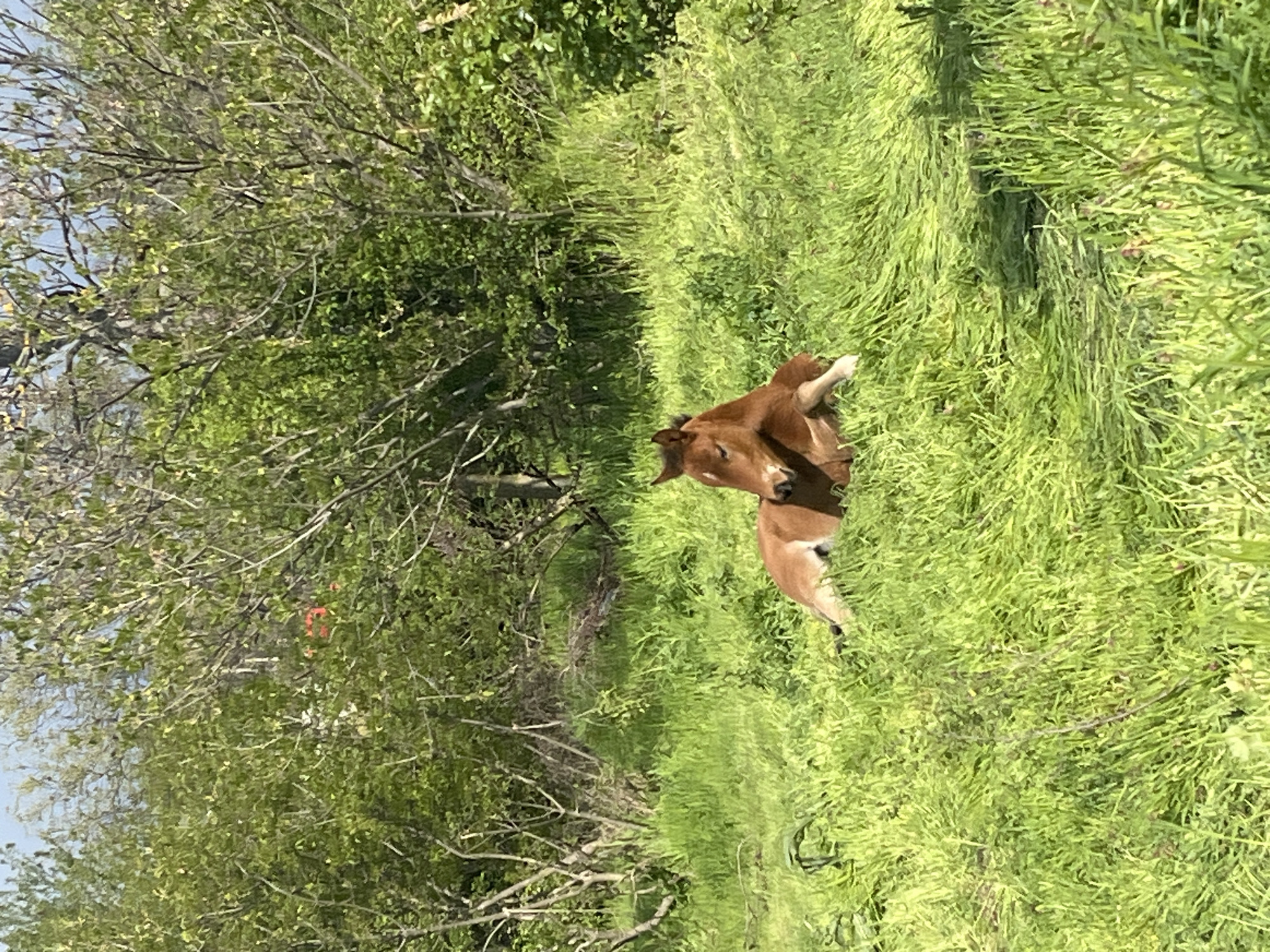A brown calf is lying in tall, green grass. The calf is partially obscured by the grass, with only its head and part of its body visible. A dense tree line is in the background, its branches reaching towards the blue sky visible in the upper left corner. The scene depicts a pasture in Lozarevo, Bulgaria.