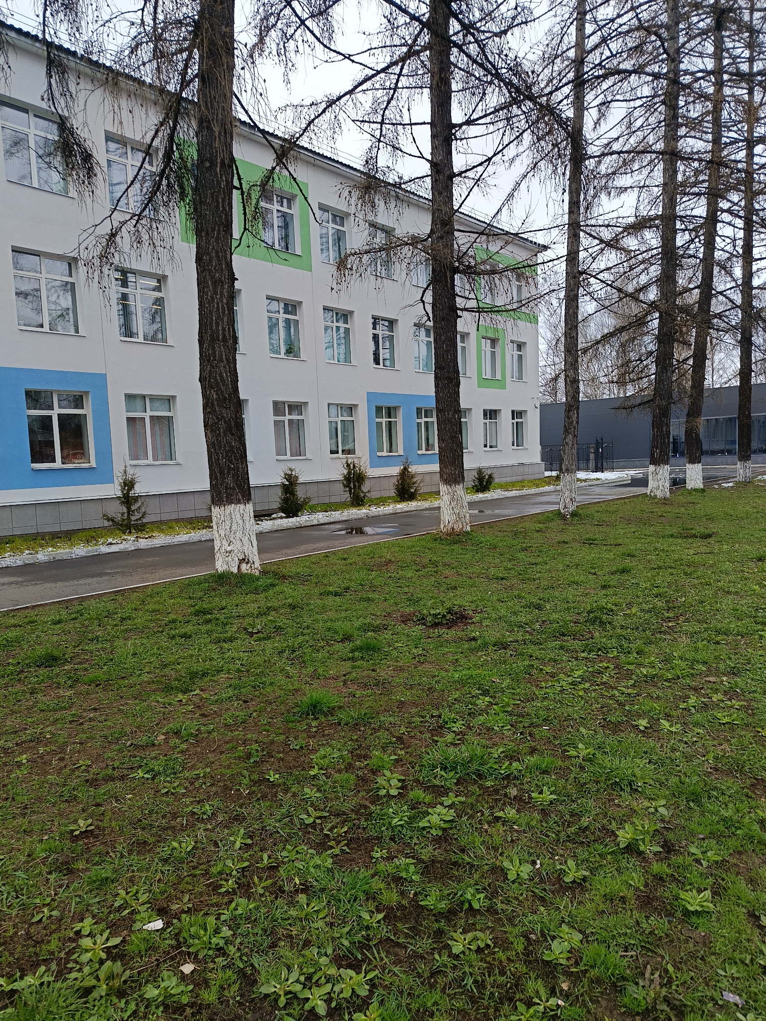 The image presents a view of a two-story building in the city of Chaikovsky, Russia. The building's facade is primarily white, with sections painted in light blue and green. Numerous windows are visible, reflecting the overcast sky. In the foreground, a row of tall, thin trees with bare branches lines the edge of a grassy area. The lower portions of the tree trunks are painted white. A narrow paved pathway separates the trees from the building. The grass is green and patchy, indicating a transitional season. In the background, a darker, modern structure can be seen partially obscured by the trees. The scene suggests an urban environment within a residential or institutional area. There are no people visible in the image.