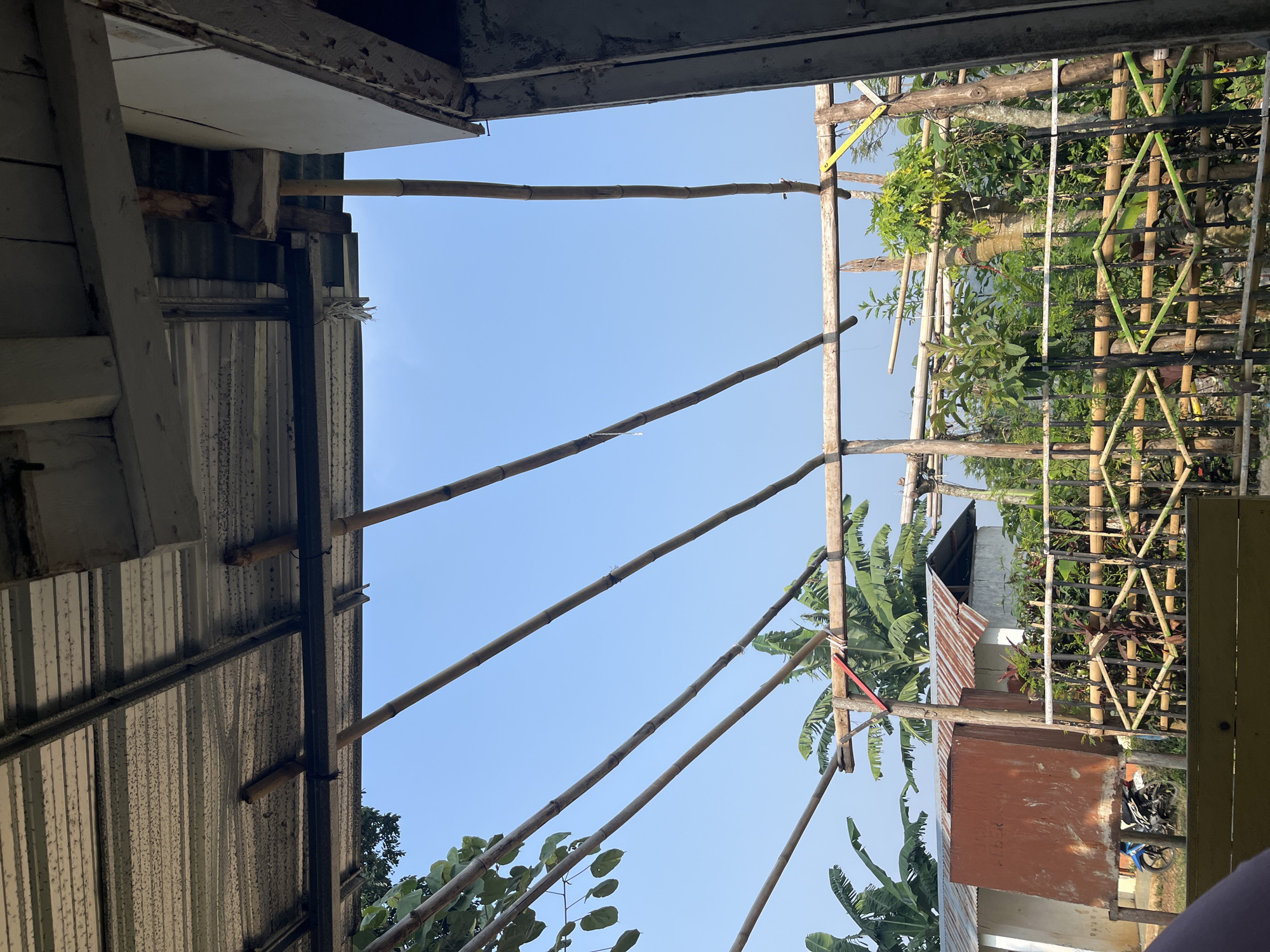 The image depicts an outdoor scene under a clear blue sky, suggesting a tropical or sub-tropical climate, likely Gembong, Indonesia. The foreground is dominated by a weathered metal roof supported by rough-hewn wooden beams and bamboo poles, indicating a simple, possibly rural or semi-constructed dwelling. Several parallel bamboo poles extend diagonally across the frame, creating a layered effect against the sky.

In the mid-ground, banana trees with their large, distinct leaves are visible, along with other lush green vegetation. A small building with a rusty corrugated metal roof and white walls stands to the left. Next to it, a blue motorcycle is parked. A fence constructed from bamboo and dark vertical posts encloses a garden area filled with more plants.

The overall impression is one of a functional, outdoor space that is perhaps undergoing construction or renovation, or is simply built with readily available natural materials. The scene is static, with no visible people or animals actively engaged in any activity, and the lighting suggests it is daytime, possibly late morning or early afternoon due to the bright, even illumination.