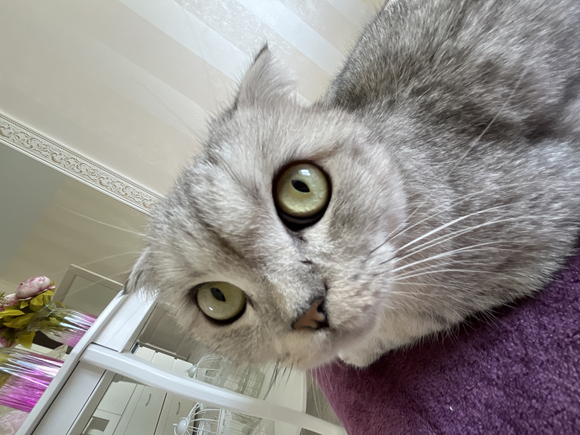 A close-up shot focuses on a grey cat with green eyes, perched on a purple surface. In the background, a white shelf unit with a floral arrangement in a clear vase is partially visible. The shelf is situated in a room with a white, patterned ceiling. No people are visible in the image. The location of the city of Chaikovsky, Russia is not determinable from the image.