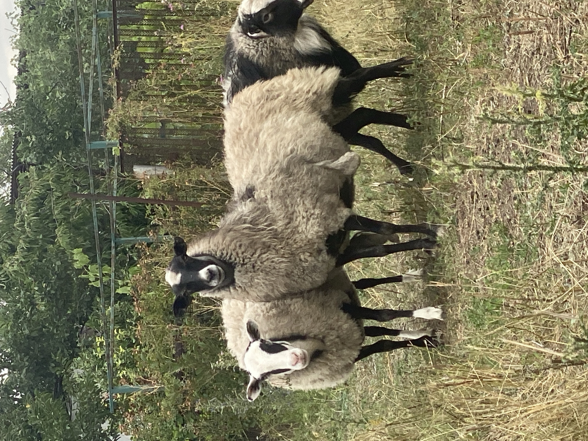 A medium shot captures three sheep standing in a grassy area with a fence and dense green foliage in the background. The sheep in the foreground on the left is facing the camera, its head tilted slightly. It has a white face with black markings around its eyes and ears, and a fluffy, light-colored coat. To its right and slightly behind it stands a larger sheep facing forward, also with a black and white head and a thick, light brown coat. The third sheep is partially visible on the far right, facing left and away from the camera, with a dark face, black and white markings, and a black body with some lighter fur on its back. The ground is covered in dry grass and some green plants. A weathered green fence runs horizontally across the middle ground, with vertical posts visible. Behind the fence, trees and bushes create a dense green backdrop. The sky is overcast. The scene appears to be an outdoor enclosure in Kropyvnytskyi, Ukraine, possibly a farm or a rural property.