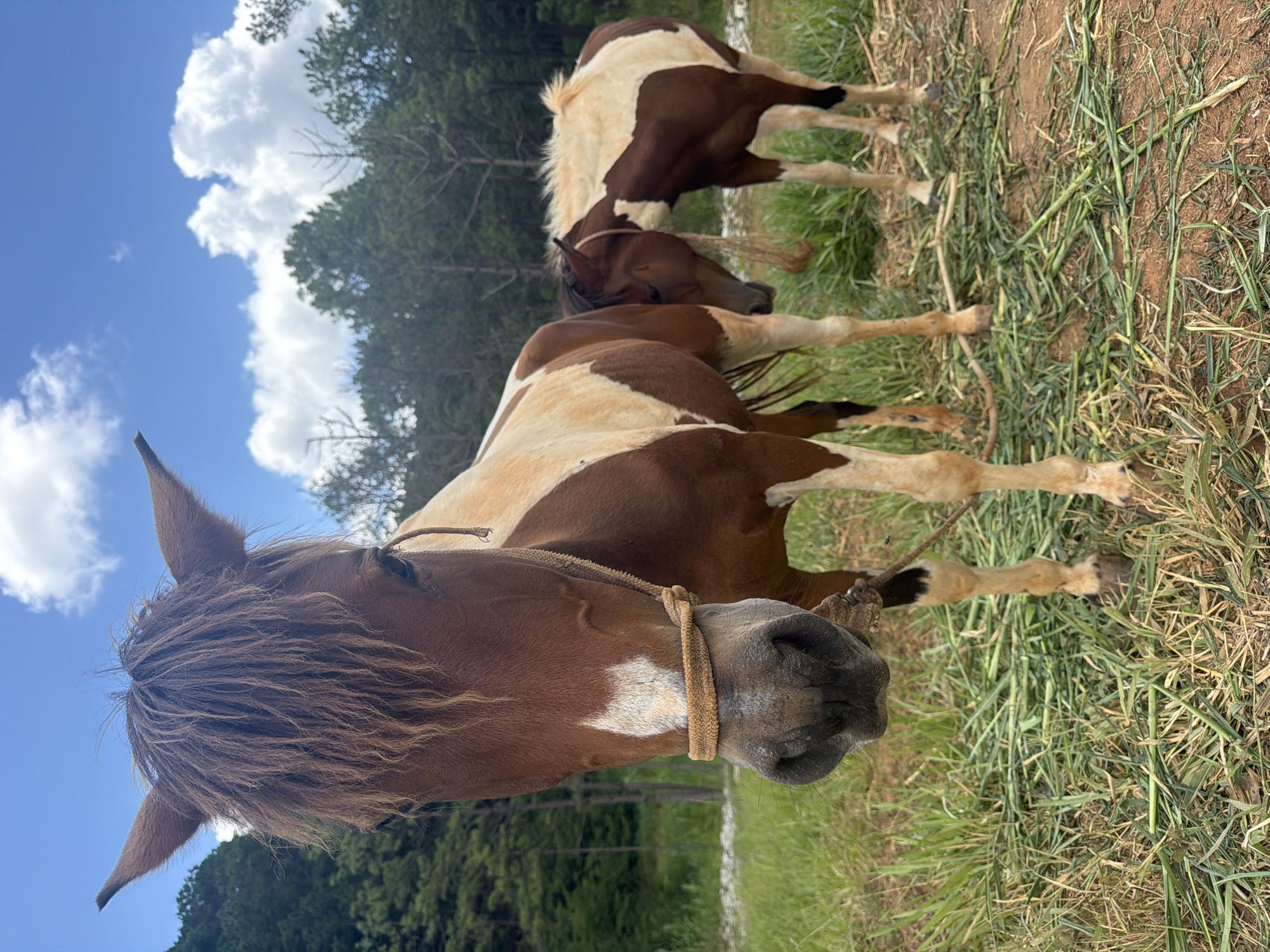 Two horses with brown and white markings are standing in a grassy field. The horse in the foreground is facing the camera, with its head lowered slightly. The second horse is standing behind the first, with its head down, possibly grazing. A rope halter is visible on the horse in the foreground. The background consists of green trees and a blue sky with white clouds. The scene appears to be a rural or semi-rural area, possibly a farm or stable. The image does not contain any specific landmarks or indicators that would pinpoint its location within Da Lat, Vietnam.