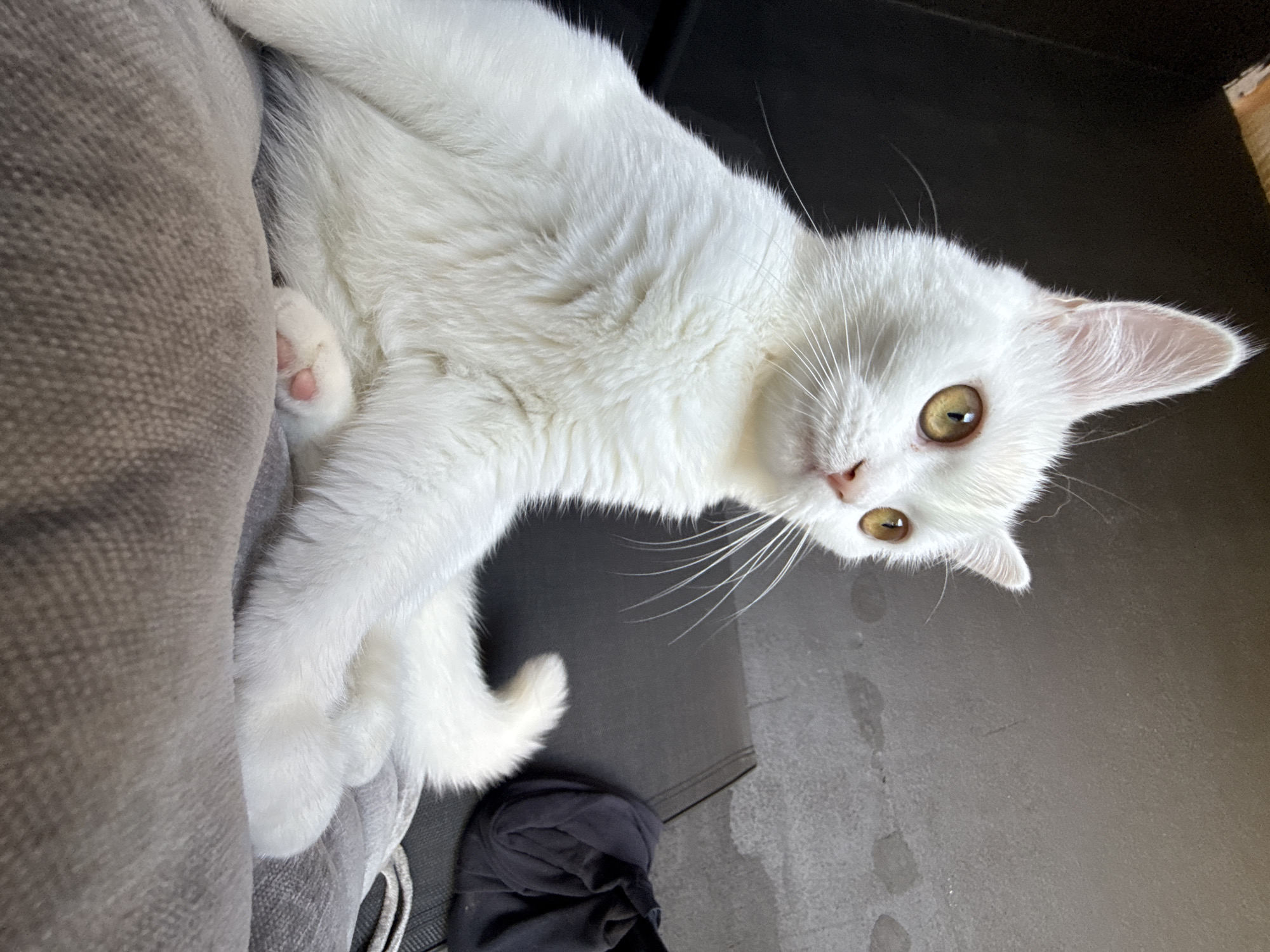 A white cat with yellow eyes is lying on a couch. The cat is mostly white with some pink toe beans. The couch is gray and textured. The background is dark and appears to be a floor. The cat is looking up and to the right. The image is well-lit, suggesting it was taken during the day. There is no visible text in the image.