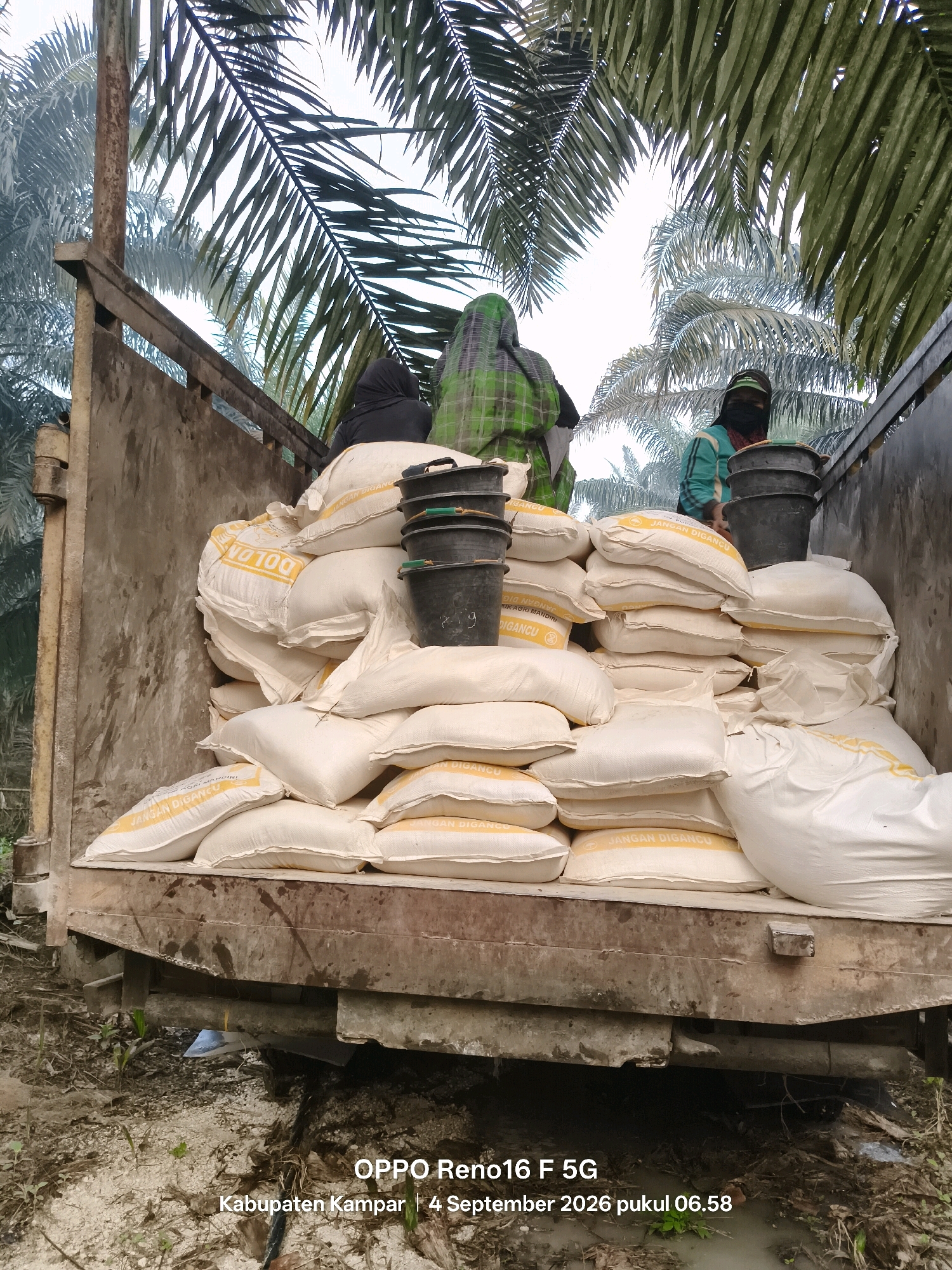 In an outdoor scene, likely in the city of Penghidupan, Indonesia, two individuals are visible in the back of a truck filled with sacks of what appears to be agricultural material. The truck is heavily laden with numerous white sacks, many bearing yellow lettering that reads "JANGAN DIGAMPU" and "TOP 100". The sacks are stacked high, filling the majority of the truck bed.
The individuals are dressed in clothing that covers most of their bodies, suggesting they are working in an agricultural setting. One person, on the left, wears a dark hijab and a dark garment. The other person, to the right, wears a teal jacket, a black face mask, and a green and black plaid headscarf. They are positioned amongst the sacks and several black buckets.
The environment appears to be a palm oil plantation, indicated by the prominent presence of large palm leaves arching over the truck from above, and the general foliage visible in the background. The ground around the truck is a mixture of dirt, mud, and some scattered debris. The lighting suggests it is daytime, possibly overcast or early morning, given the soft light and hazy appearance of the background foliage. The truck itself is weathered and appears functional, with a reinforced side. Text overlaid on the bottom of the image indicates it was taken on September 4, 2026, at 06:58, and is associated with "Kabupaten Kampar," suggesting a location within that regency.