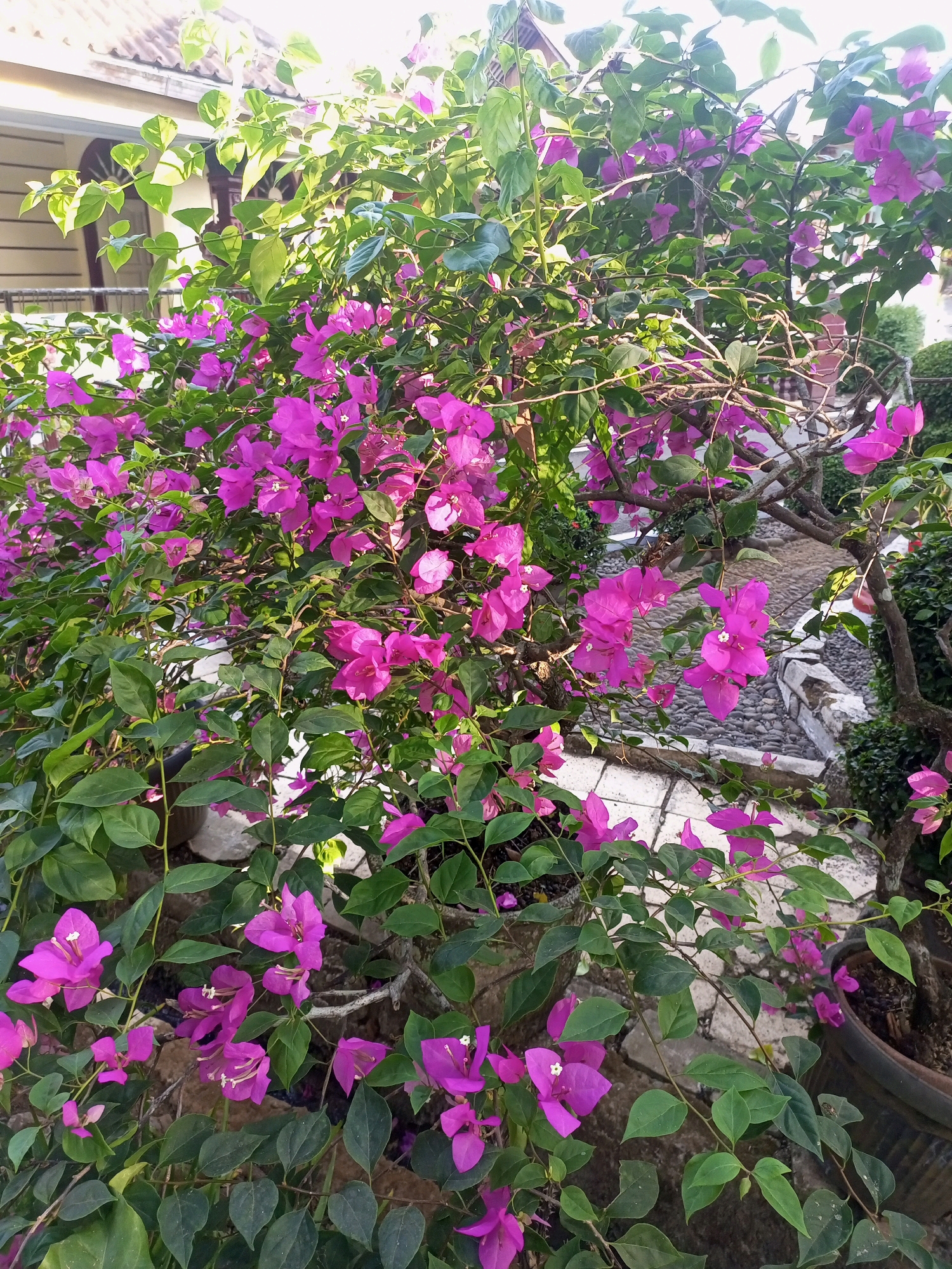 A close-up, eye-level, outdoor shot shows a blooming bougainvillea plant in Penaruban, Indonesia. The plant, a bush with numerous bright pink bracts and green leaves, is in the foreground, obscuring much of the background. The bougainvillea is planted in a brown pot. Behind the plant, a cobblestone path is visible, lined with stones and what appears to be a small decorative garden. In the upper left corner, the edge of a building with a corrugated metal roof is visible. The lighting suggests it is either early morning or late afternoon. There are no people or animals in the image.