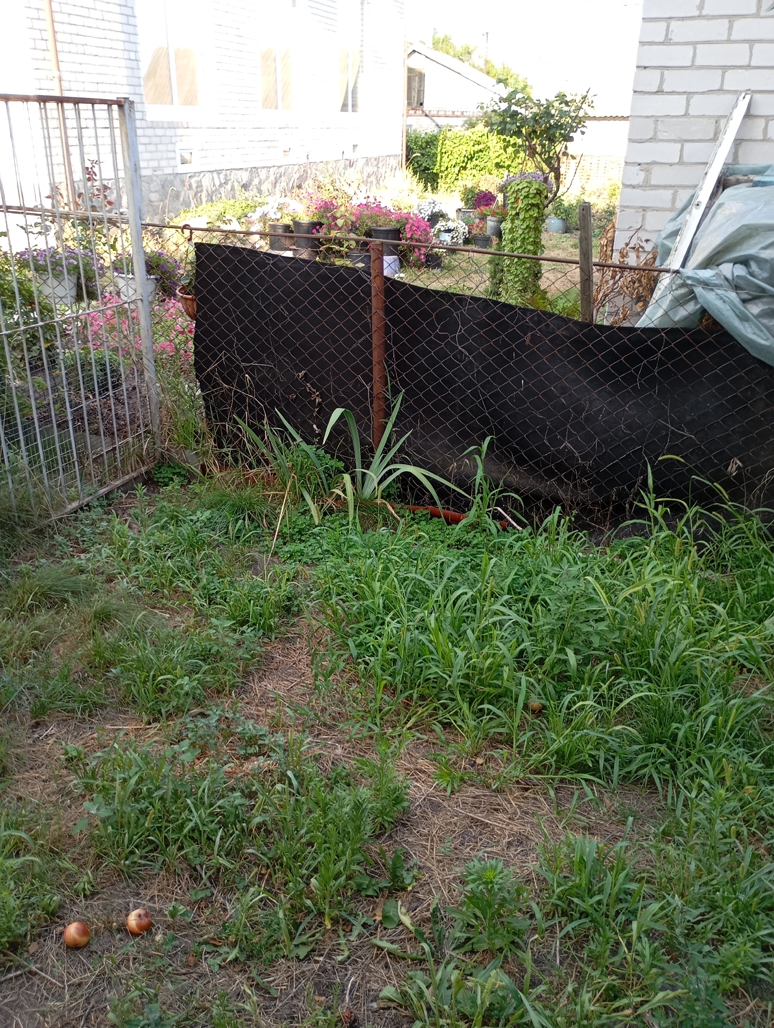 A slightly overgrown, unkempt backyard in Horishni Plavni, Ukraine, features a metal gate on the left and a brick building on the right. A wire fence with a black tarp stretched behind it divides the yard. In the foreground, tall green grass and weeds grow densely over dry earth and straw. Two small, brown, round objects, possibly apples or onions, lie on the ground among the vegetation. Beyond the fence, pots of pink and white flowers are visible, along with a tree covered in green foliage. Part of a white brick building with windows is visible in the background, as well as a gray tarp leaning against the brick structure. The scene appears to be a domestic outdoor space, likely a private garden or yard.